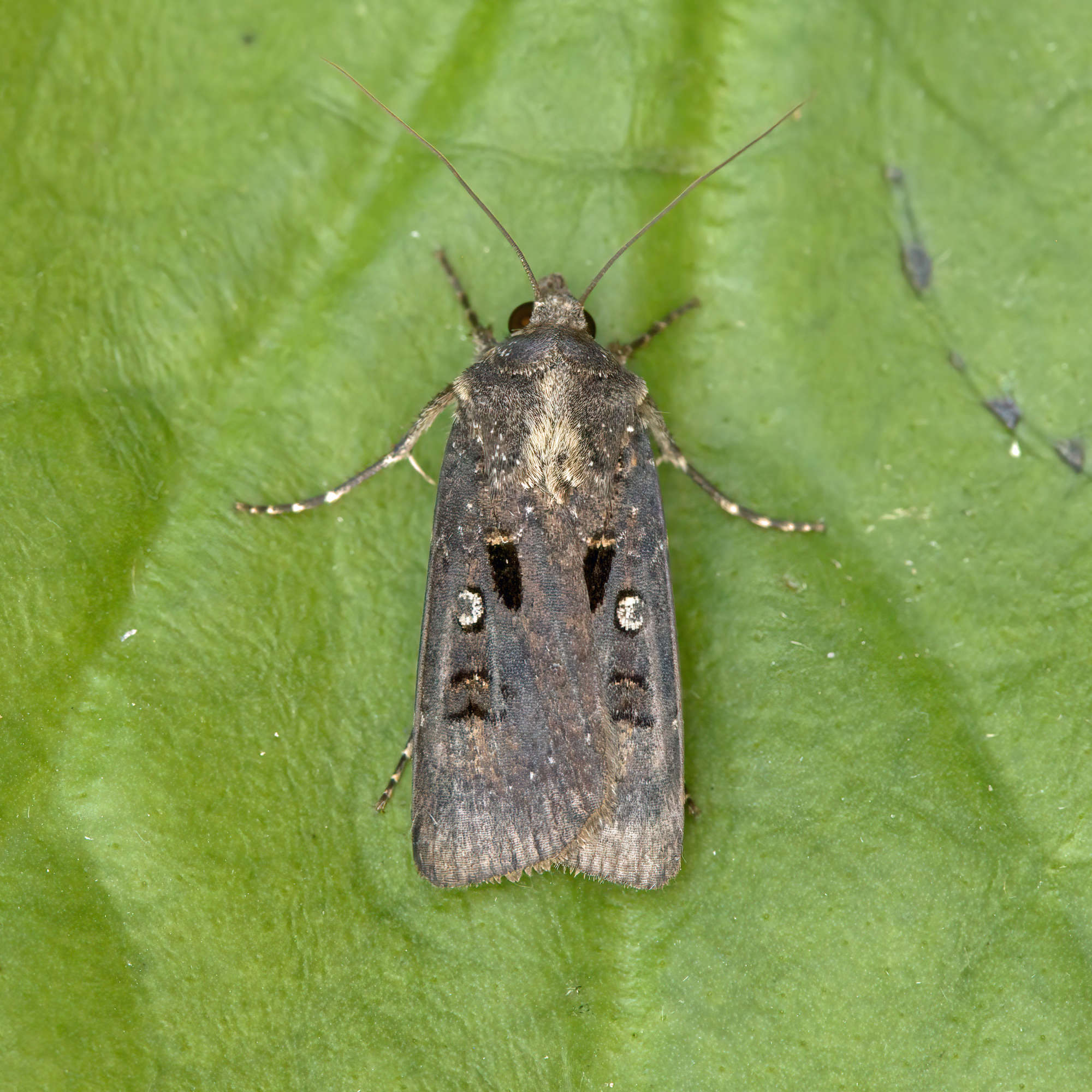 Crescent Dart (Agrotis trux) photographed in Somerset by Nigel Voaden