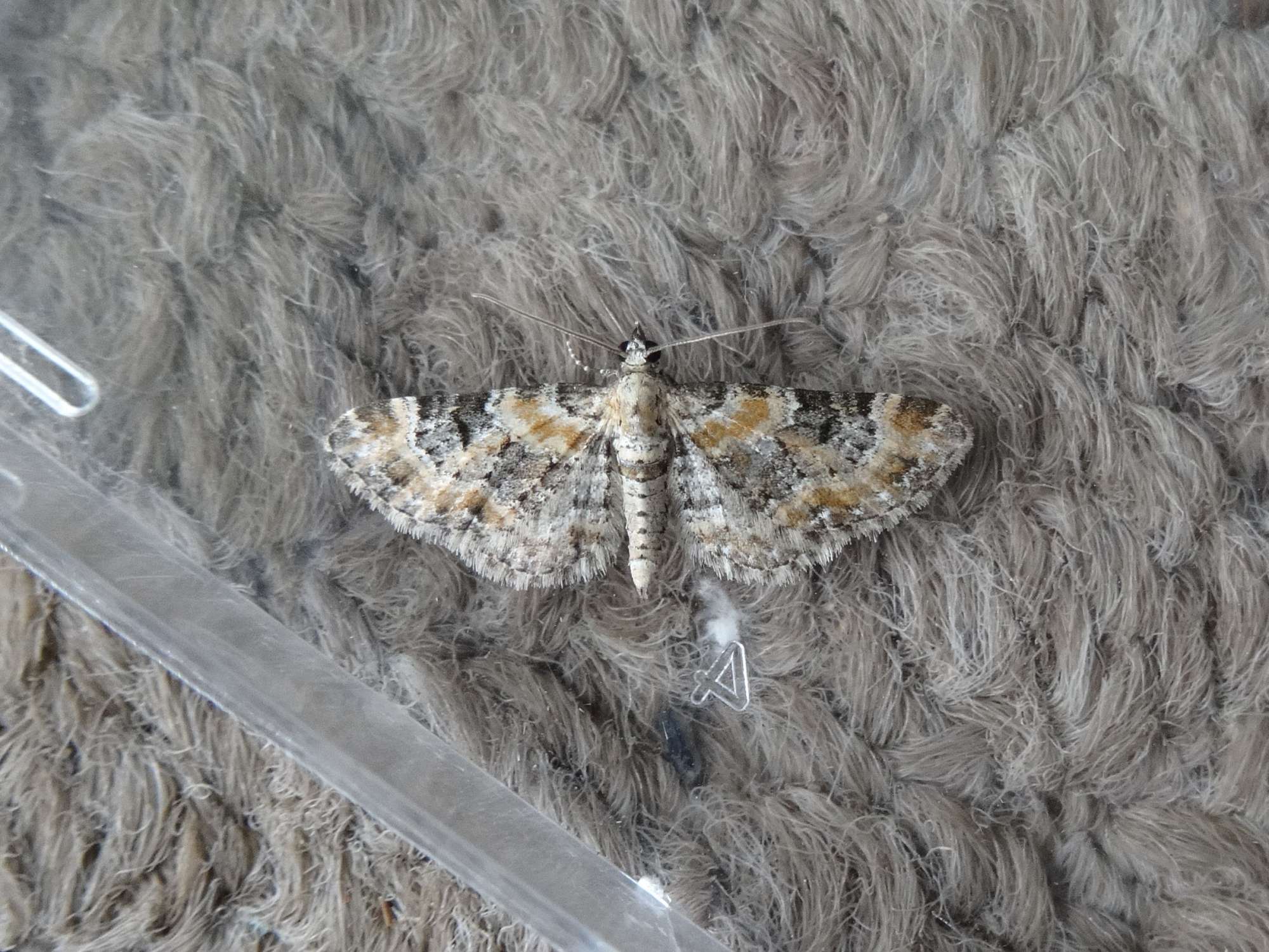 Foxglove Pug (Eupithecia pulchellata) photographed in Somerset by Christopher Iles