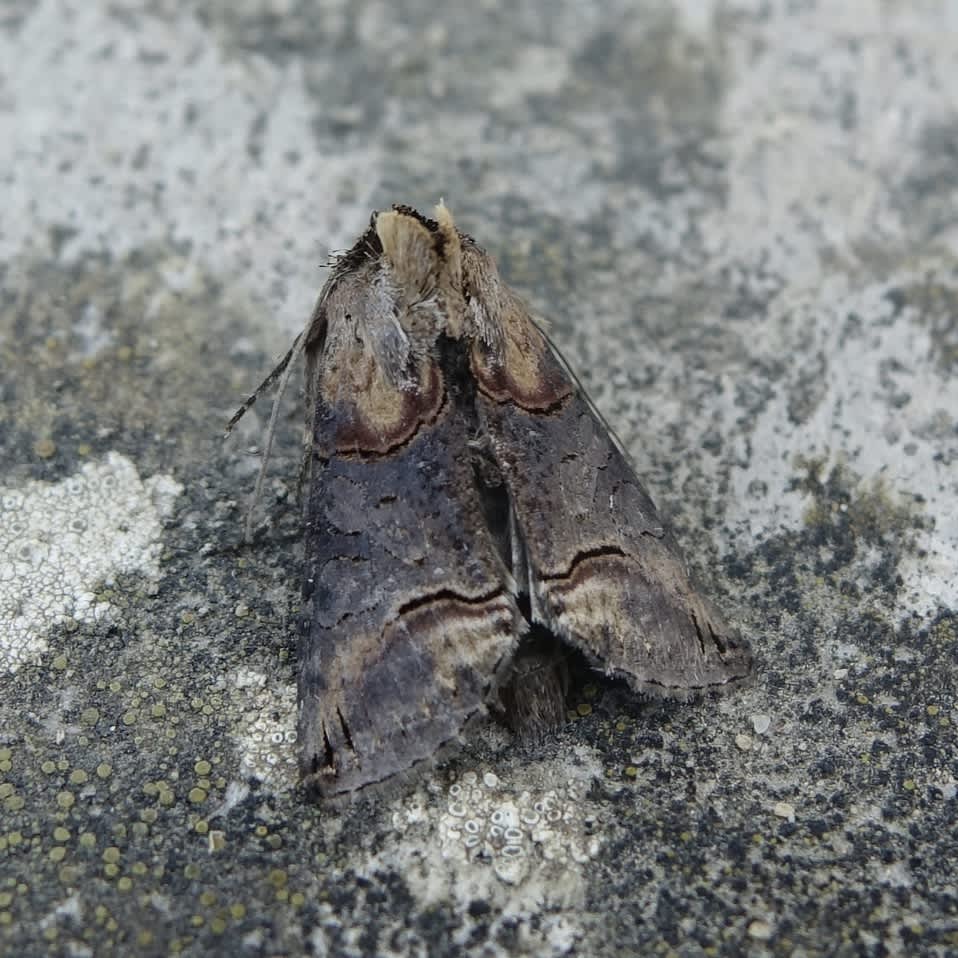 Dark Spectacle (Abrostola triplasia) photographed in Somerset by Sue Davies