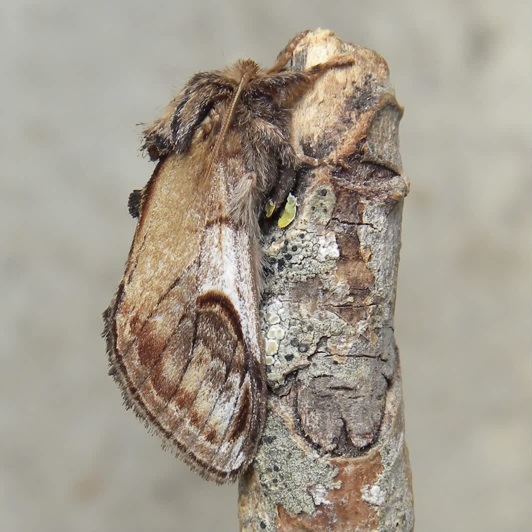Pebble Prominent (Notodonta ziczac) photographed in Somerset by Sue Davies