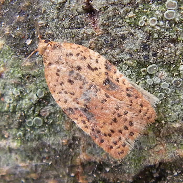 Rusty Oak Button (Acleris ferrugana) photographed in Somerset by Sue Davies