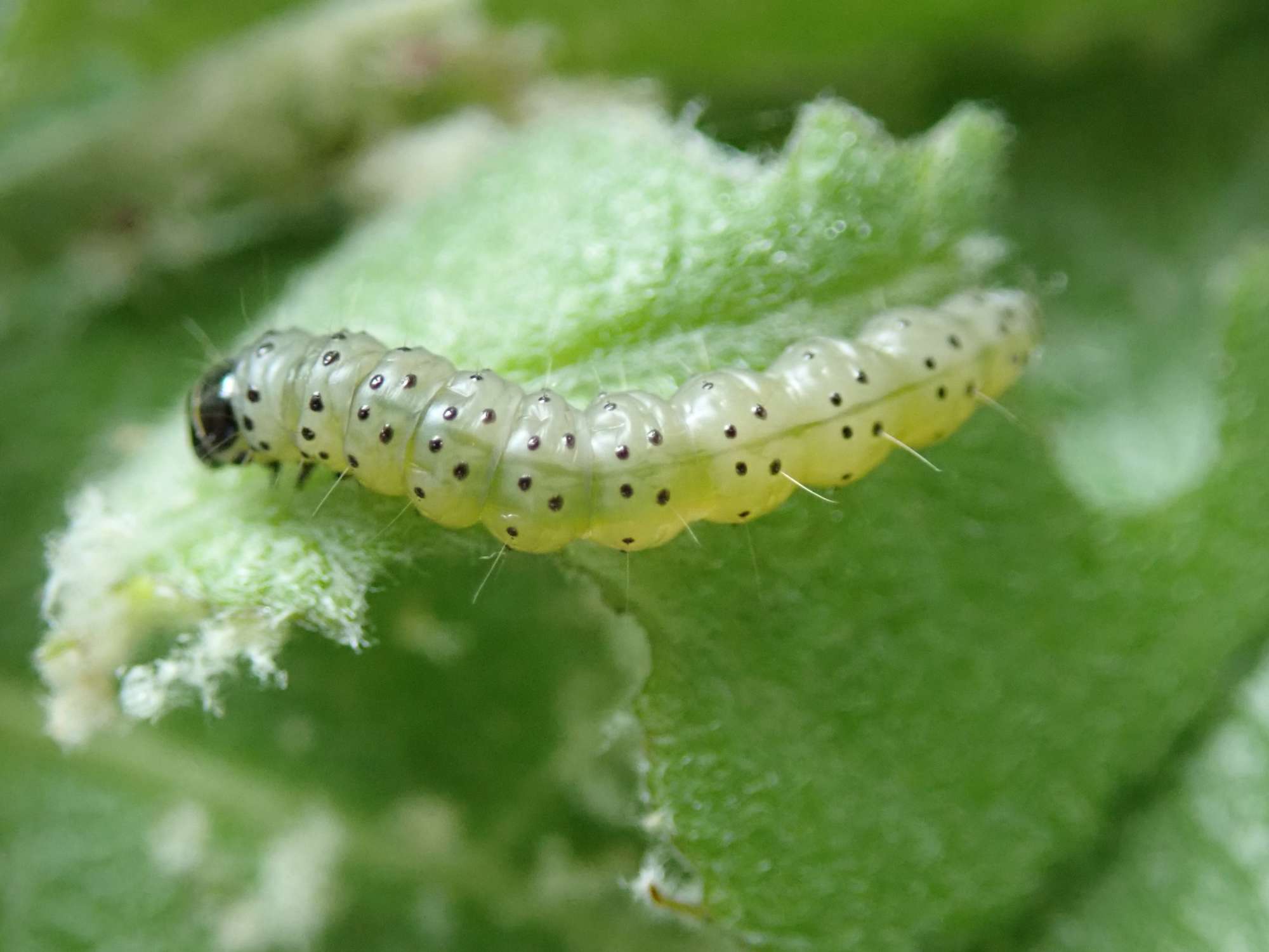 Poplar Sober (Anacampsis populella) photographed in Somerset by Christopher Iles