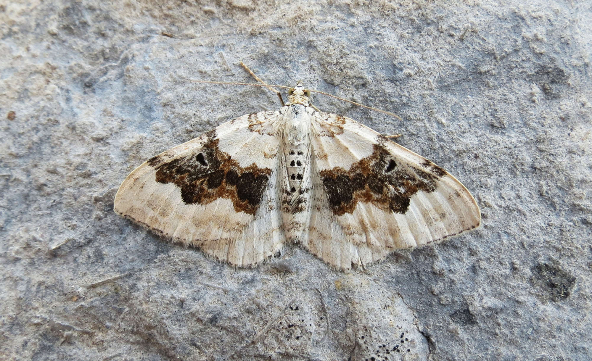 Silver-ground Carpet (Xanthorhoe montanata) photographed in Somerset by Steve Chapple