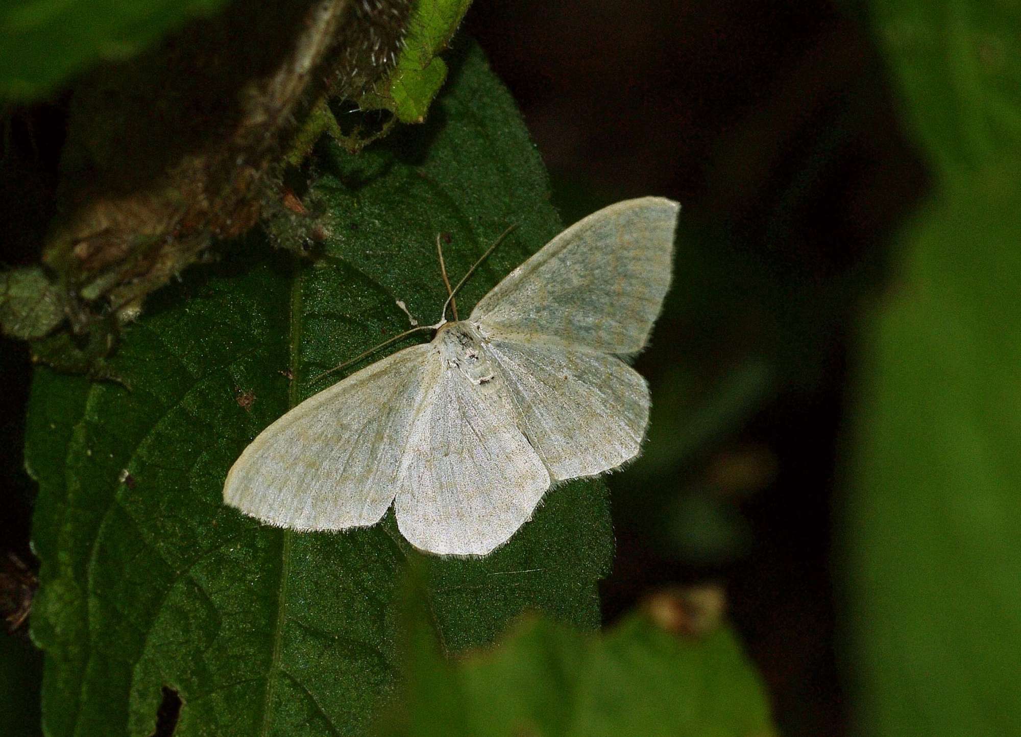 Cream Wave (Scopula floslactata) photographed in Somerset by John Connolly