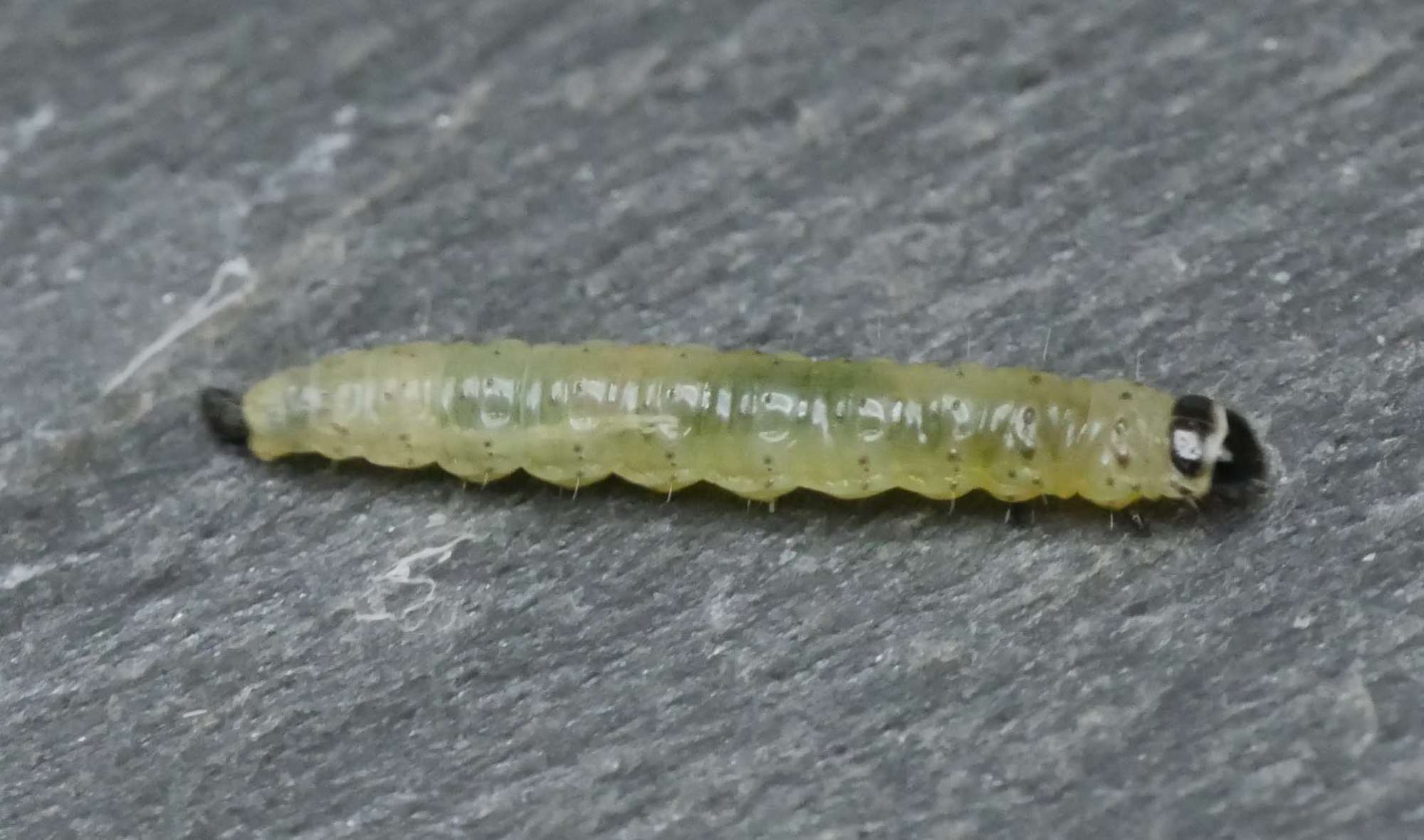 Brown Elm Bell (Epinotia abbreviana) photographed in Somerset by Jenny Vickers