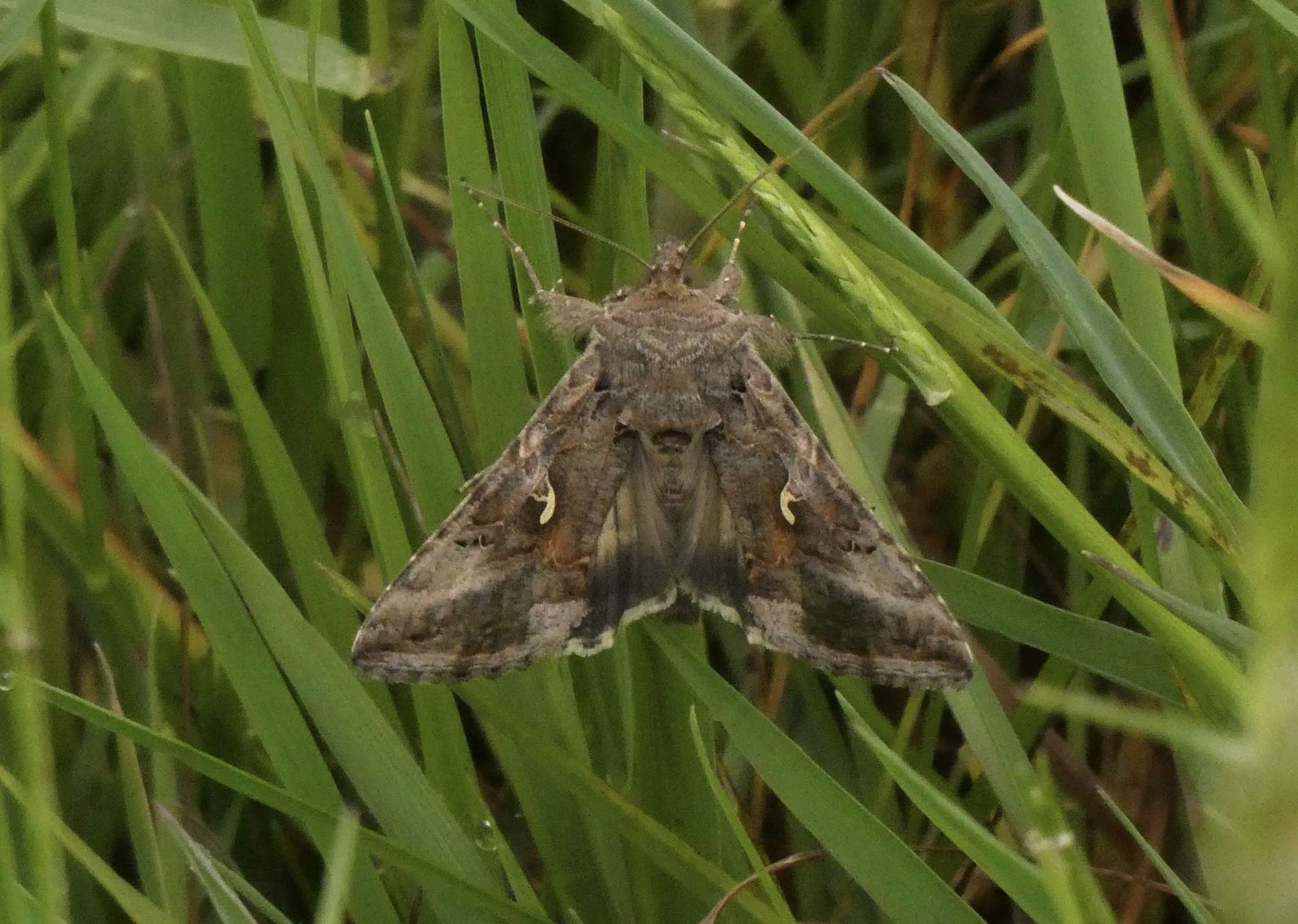 Silver Y (Autographa gamma) photographed in Somerset by John Connolly