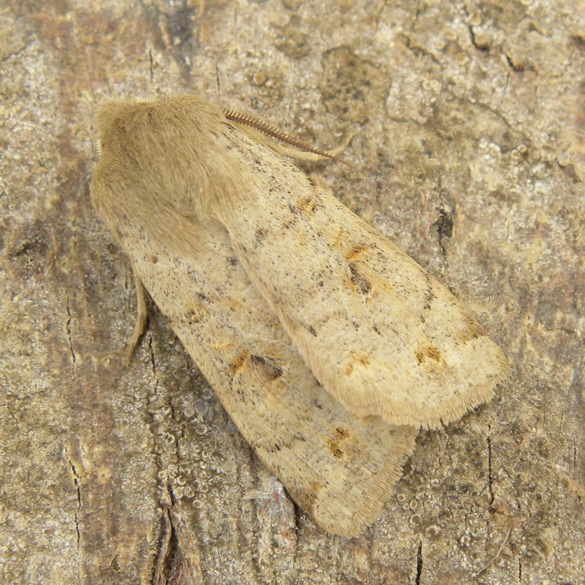 Twin-spotted Quaker (Anorthoa munda) photographed in Somerset by Sue Davies