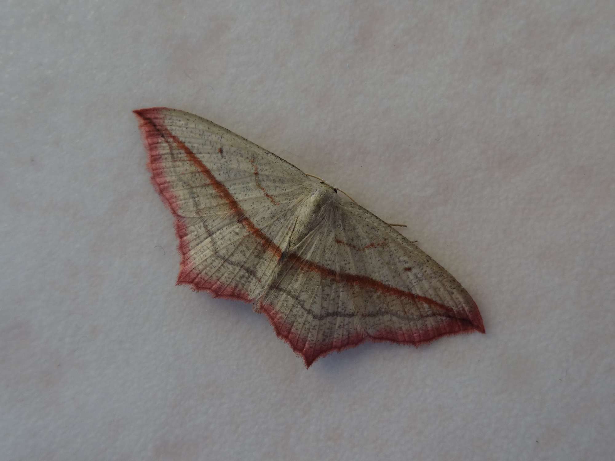 Blood-vein (Timandra comae) photographed in Somerset by Christopher Iles