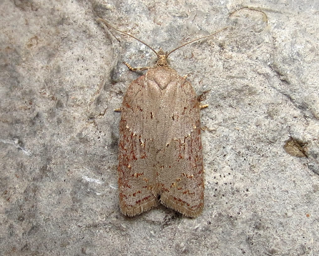 Ashy Button (Acleris sparsana) photographed in Somerset by Steve Chapple