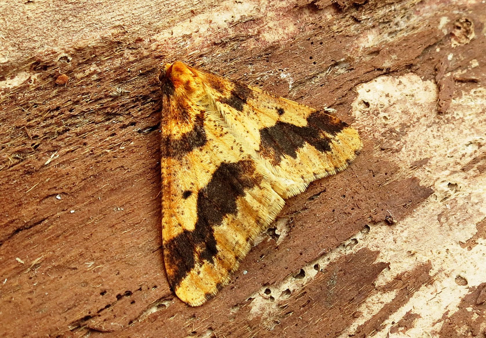 Mottled Umber (Erannis defoliaria) photographed in Somerset by Steve Chapple