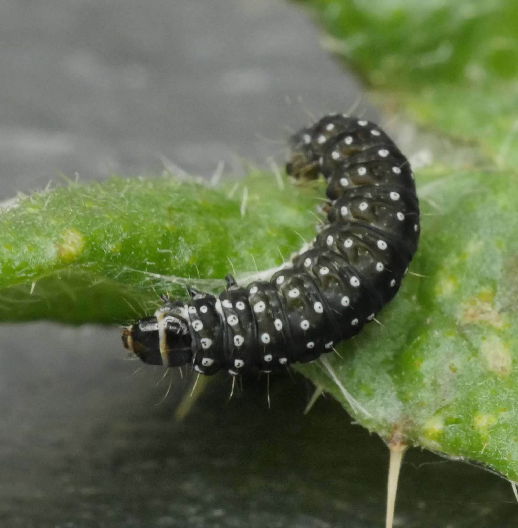 Timothy Tortrix (Zelotherses paleana) photographed in Somerset by Jenny Vickers