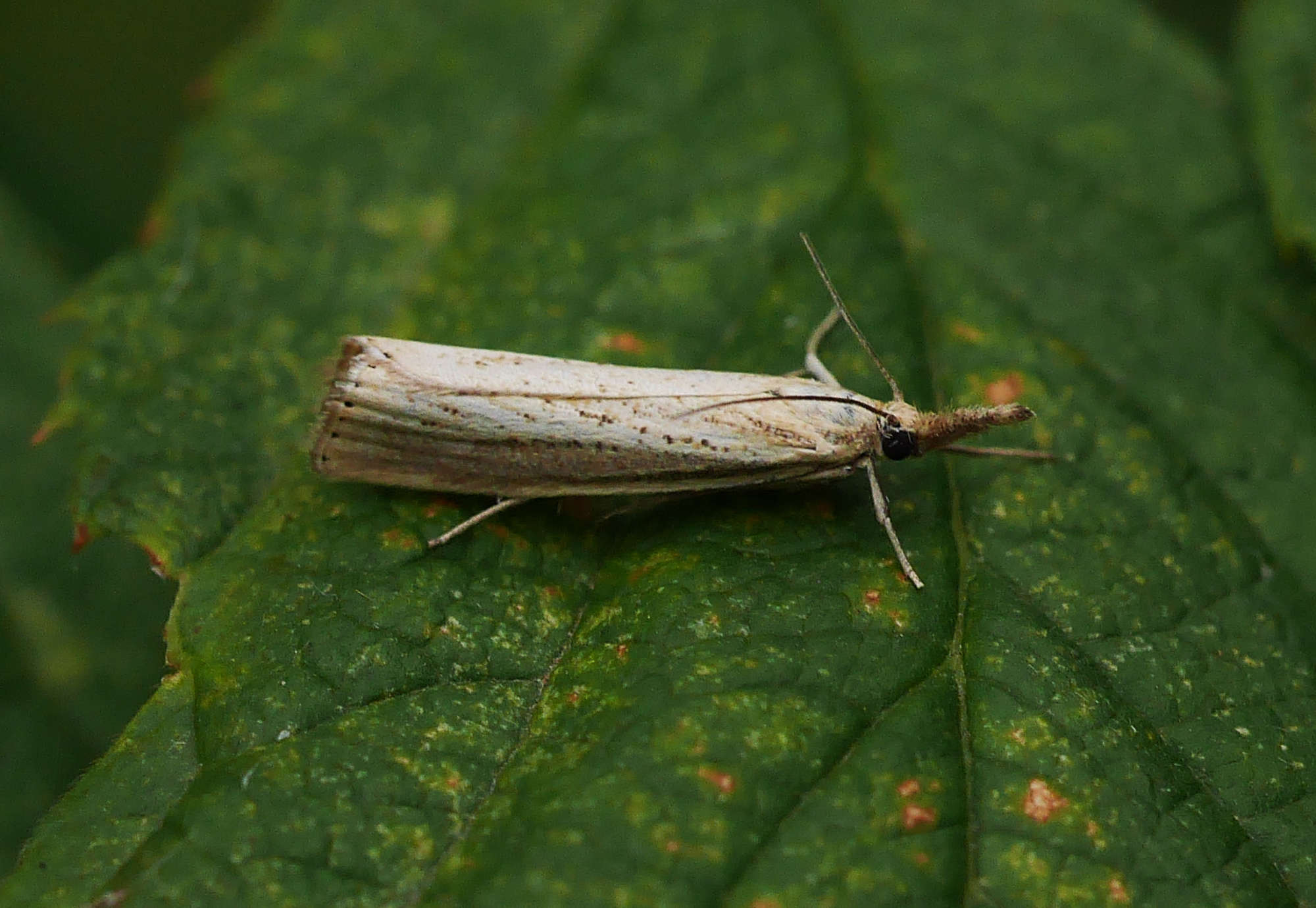 Straw Grass-veneer (Agriphila straminella) photographed in Somerset by John Connolly