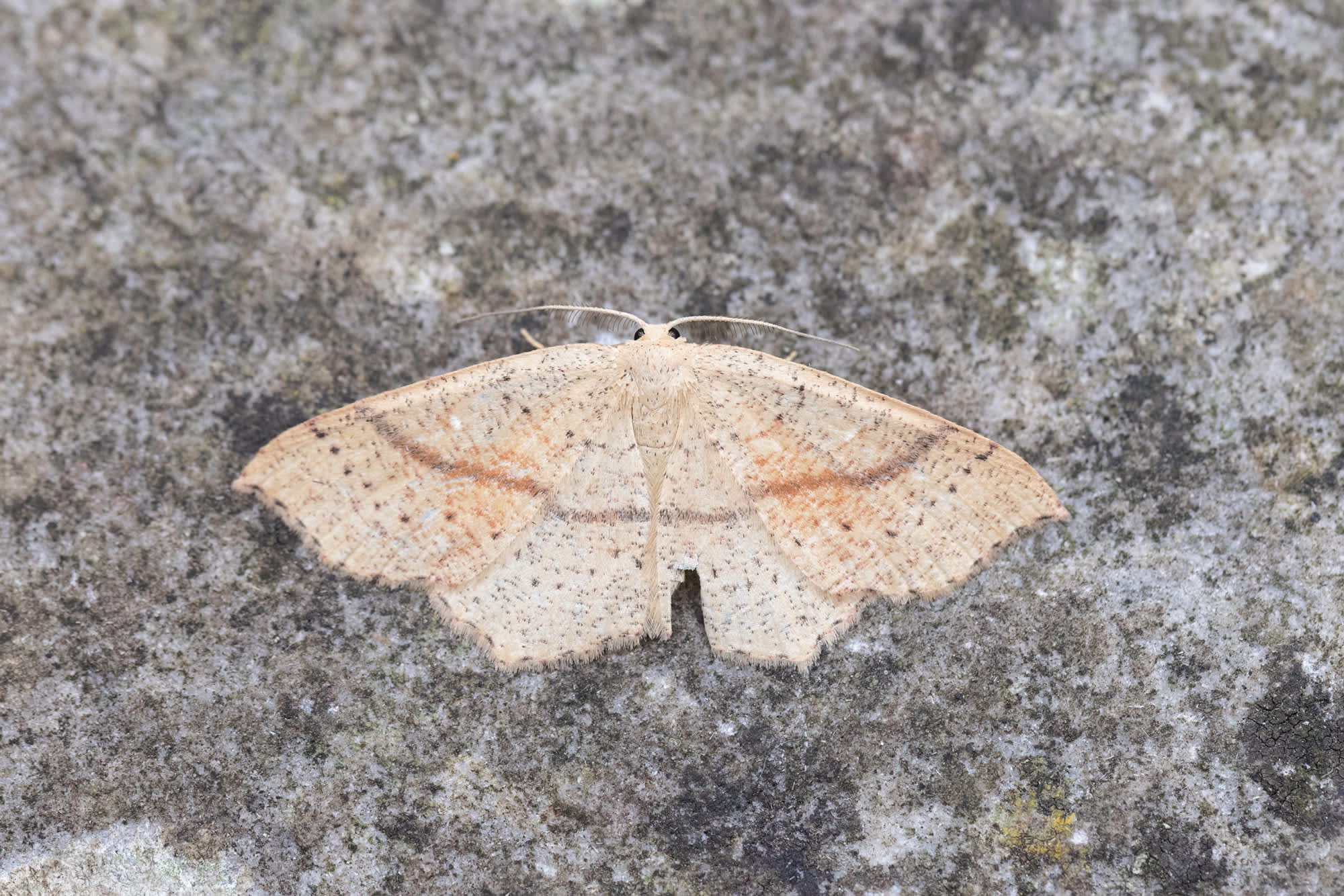 Maiden's Blush (Cyclophora punctaria) photographed in Somerset by Alex Perry