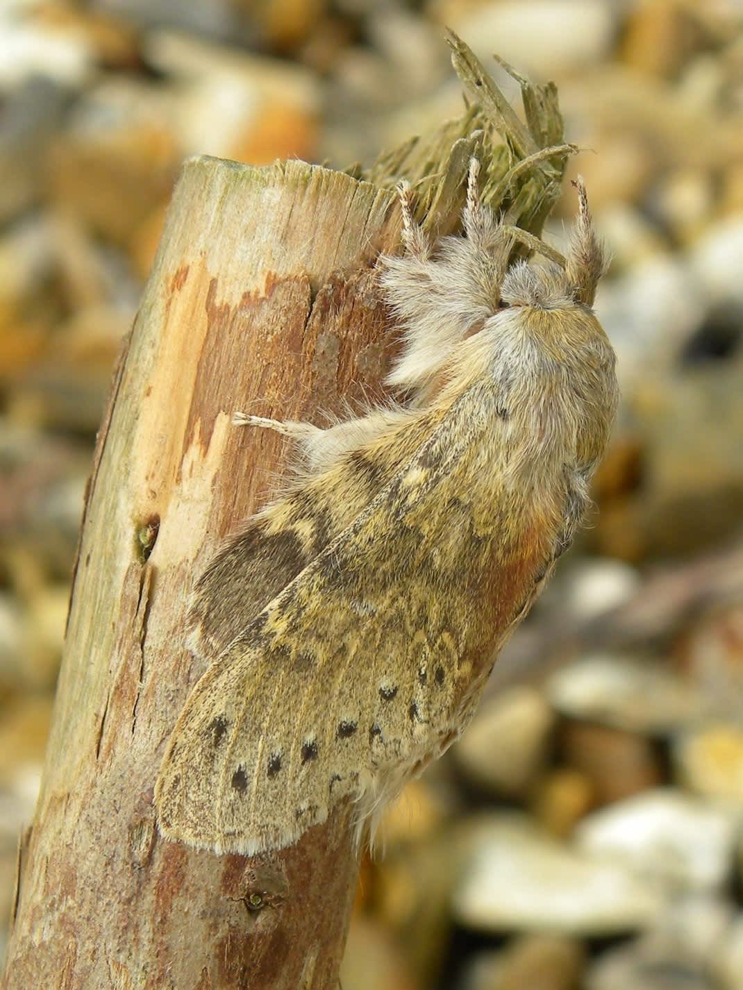 Lobster Moth (Stauropus fagi) photographed in Somerset by Sue Davies