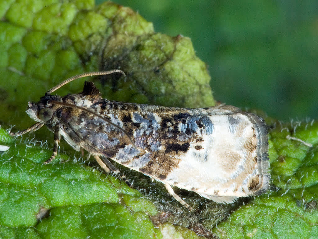 Marbled Orchard Tortrix (Hedya nubiferana) photographed in Somerset by John Bebbington