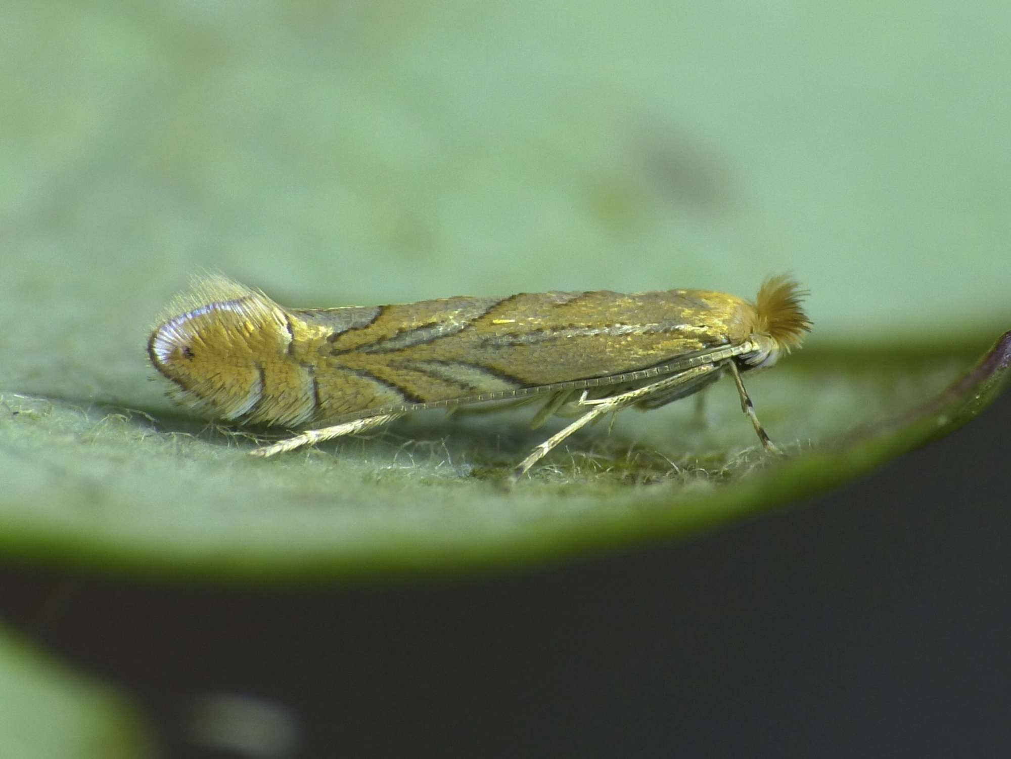 Garden Midget (Phyllonorycter messaniella) photographed in Somerset by Paul Wilkins