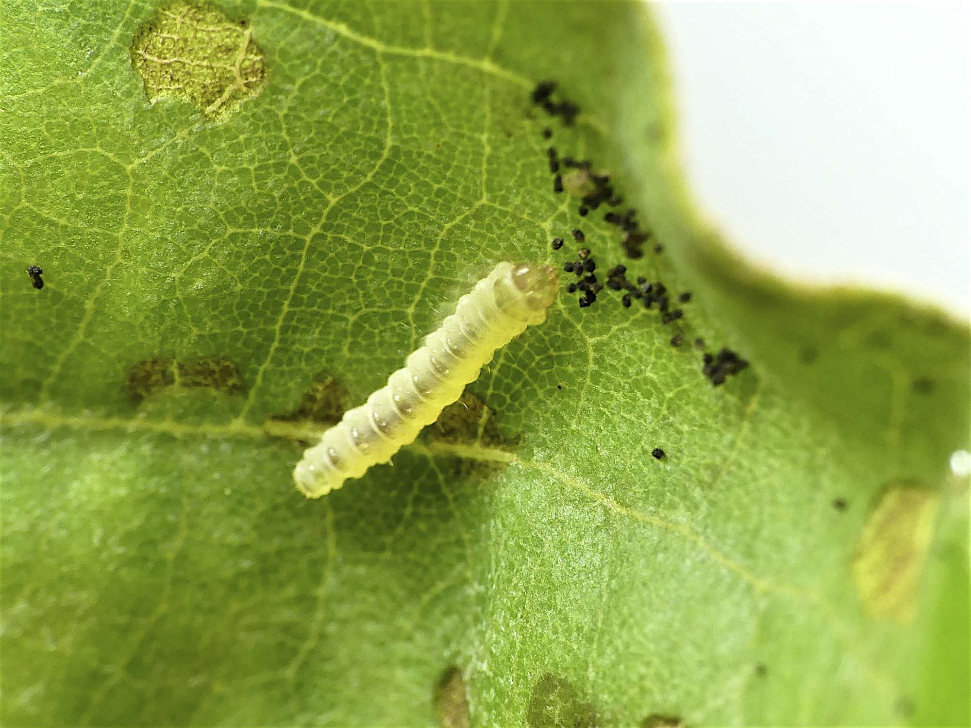 Brown Oak Slender (Acrocercops brongniardella) photographed in Somerset by Paul Wilkins