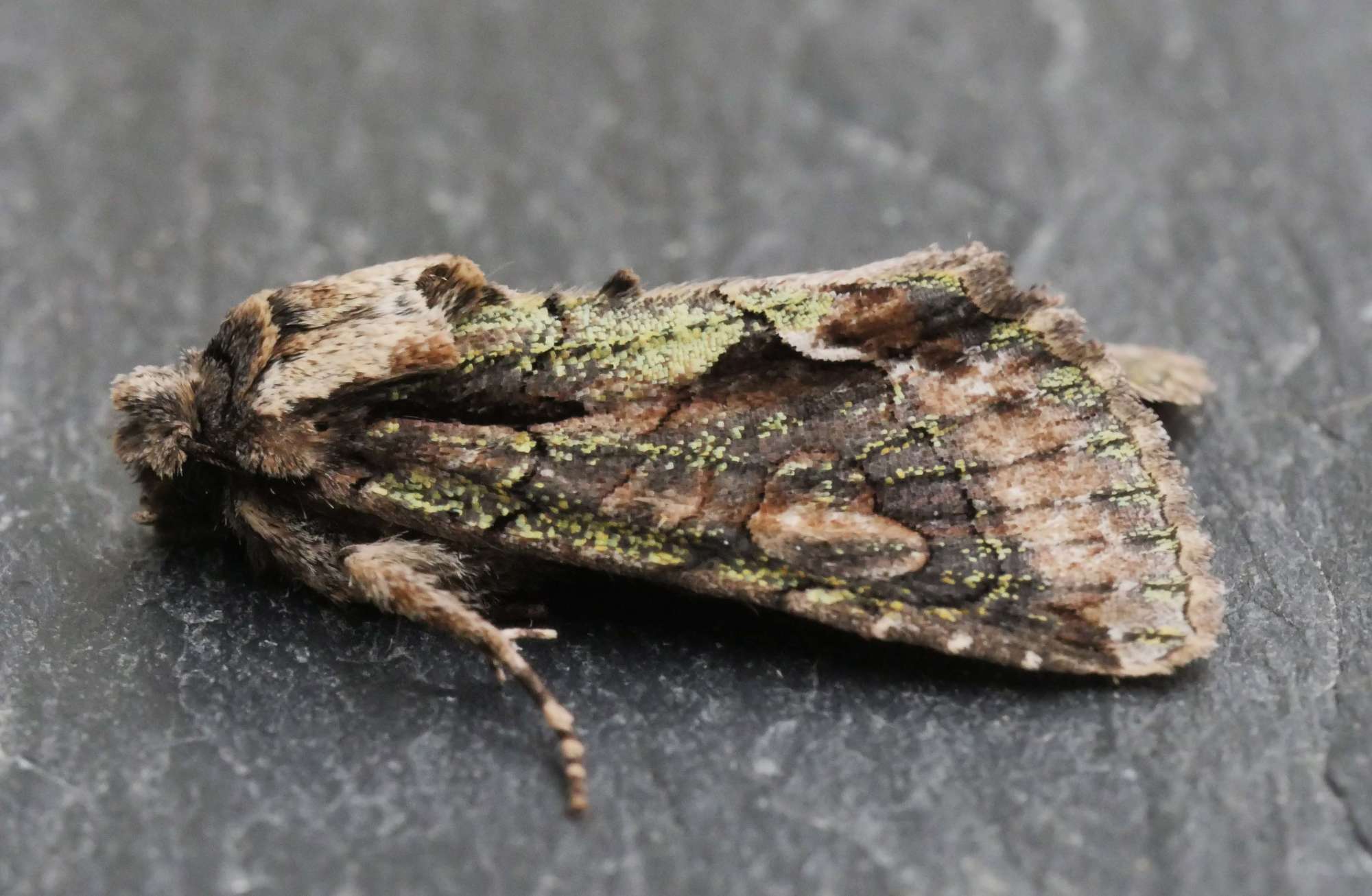 Green-brindled Crescent (Allophyes oxyacanthae) photographed in Somerset by Jenny Vickers