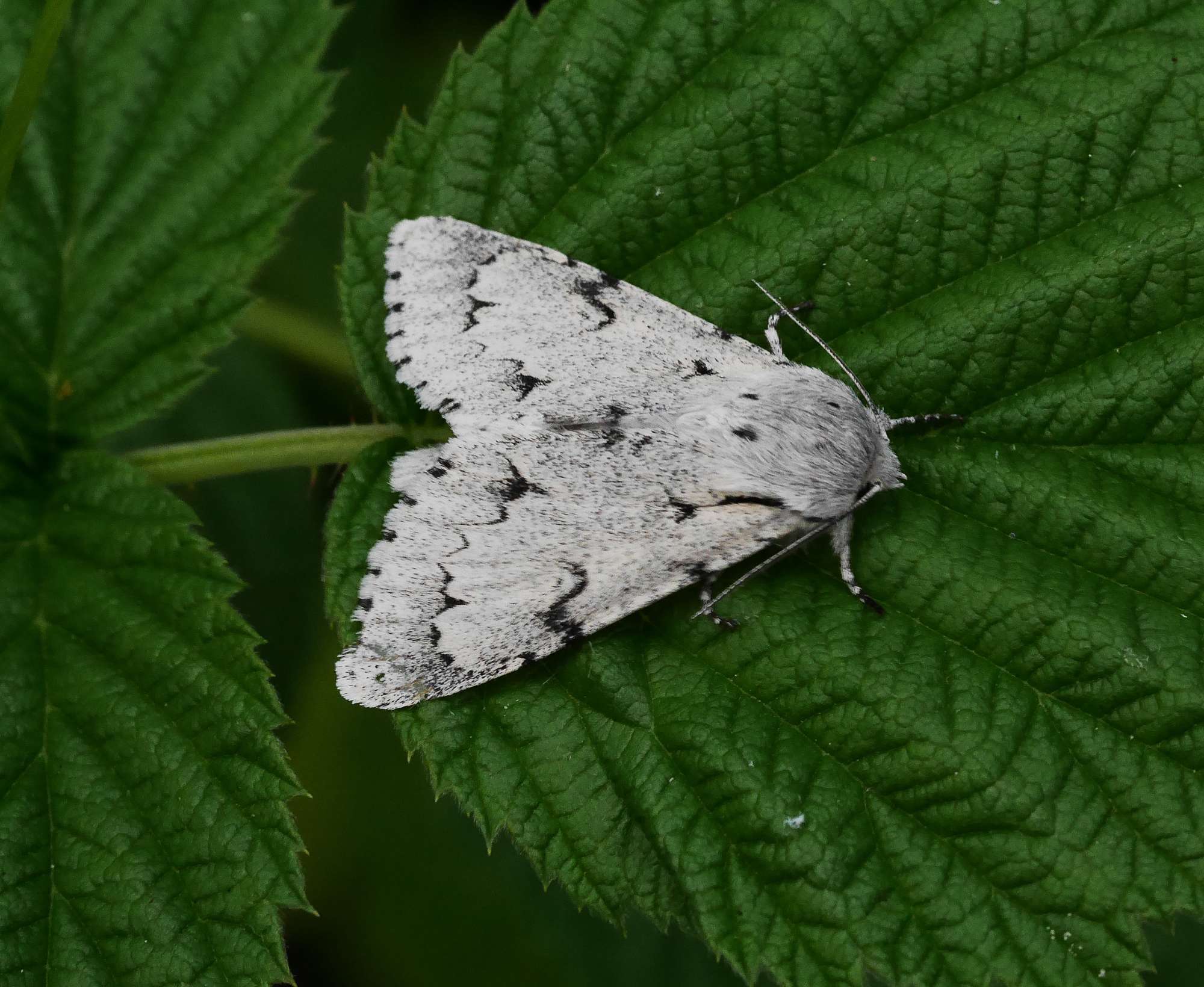 The Miller (Acronicta leporina) photographed in Somerset by John Connolly