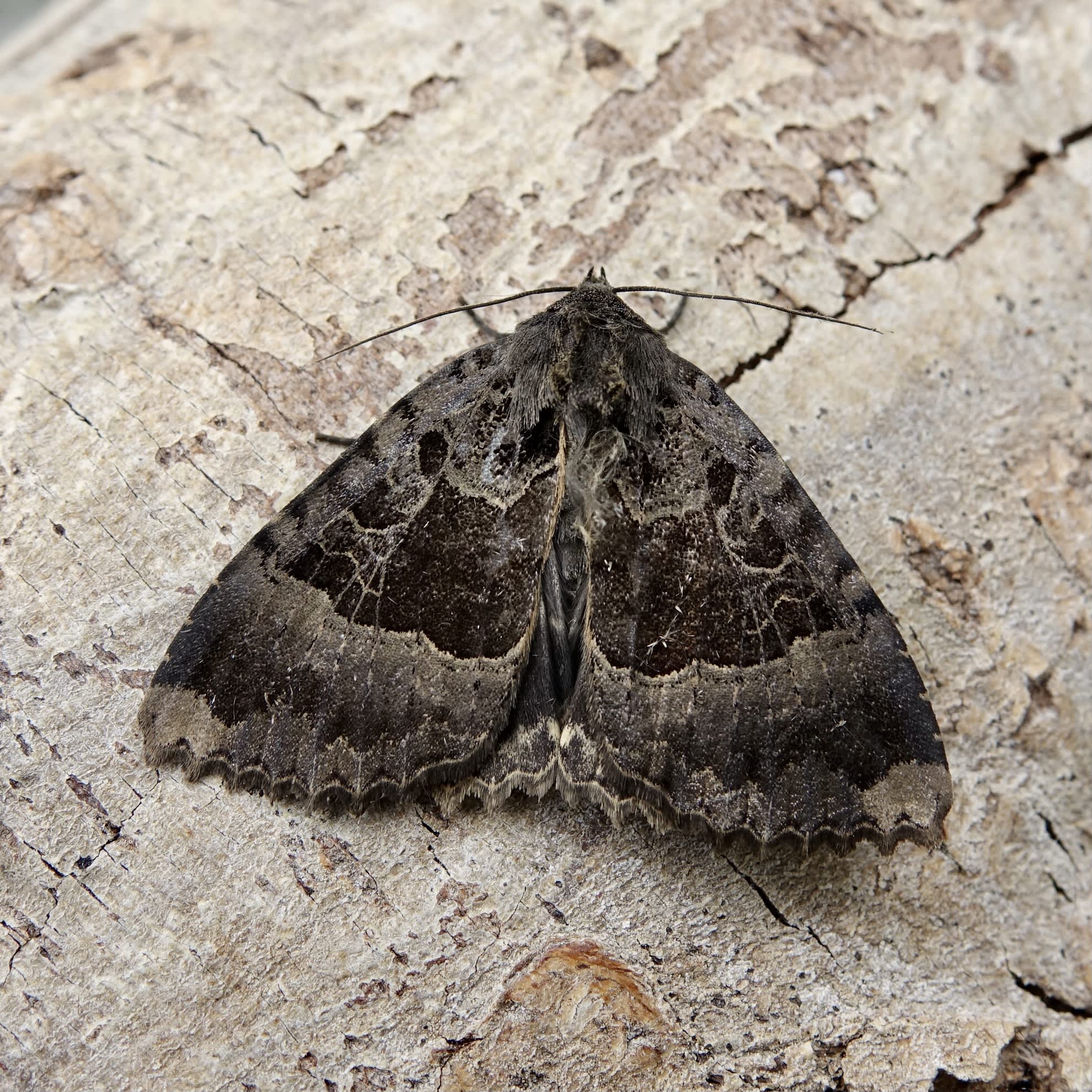 Old Lady (Mormo maura) photographed in Somerset by Sue Davies