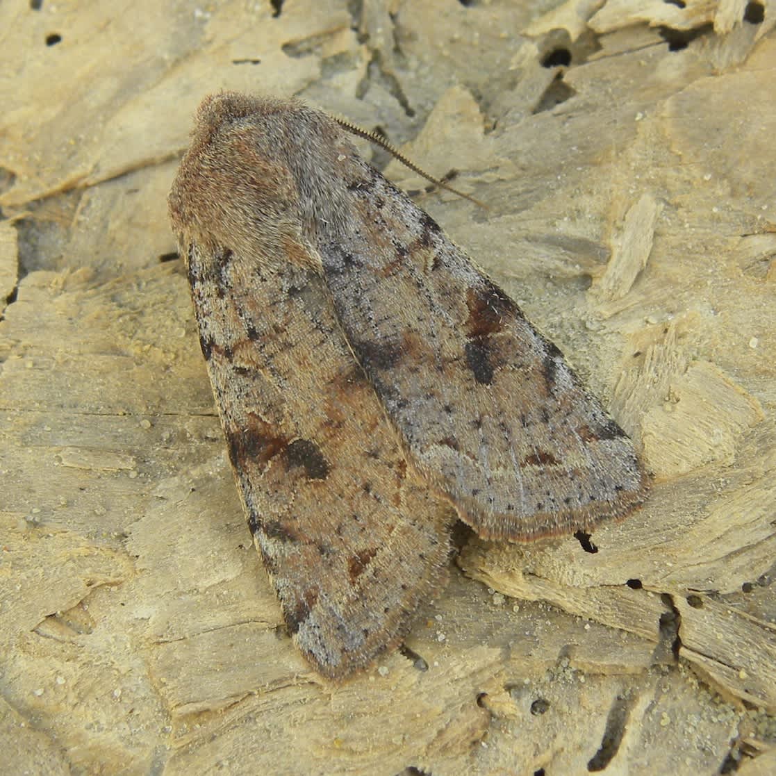 Clouded Drab (Orthosia incerta) photographed in Somerset by Sue Davies