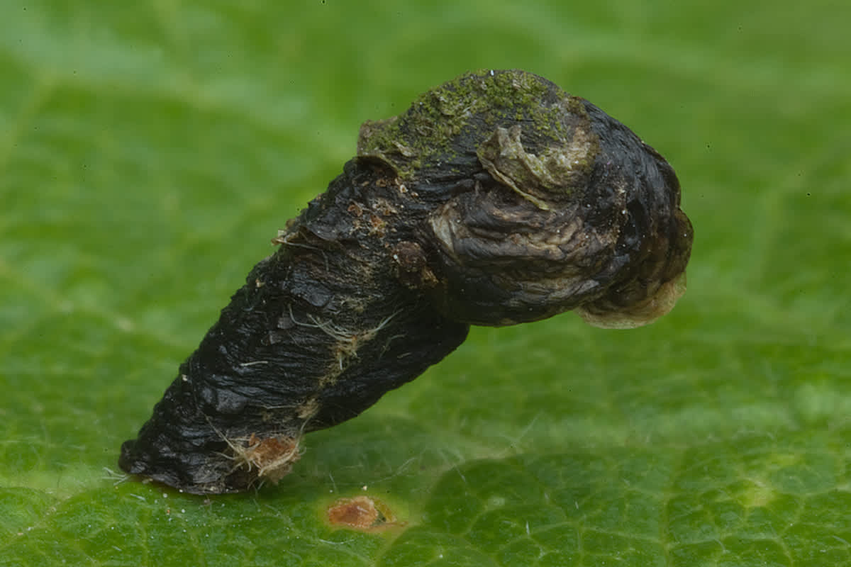 Pistol Case-bearer (Coleophora anatipennella) photographed in Somerset by John Bebbington