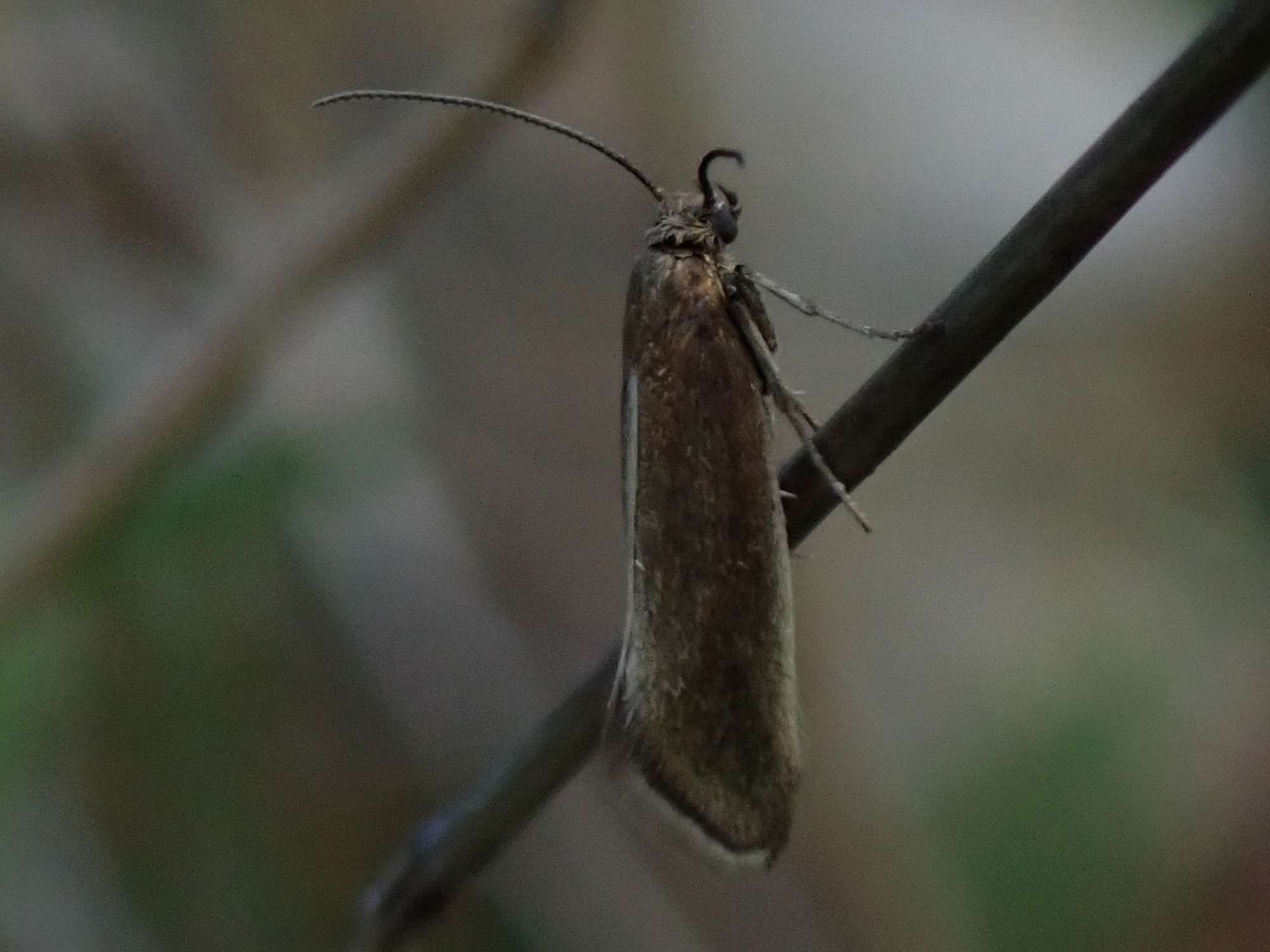 Plain Fanner (Glyphipterix fuscoviridella) photographed in Somerset by Christopher Iles