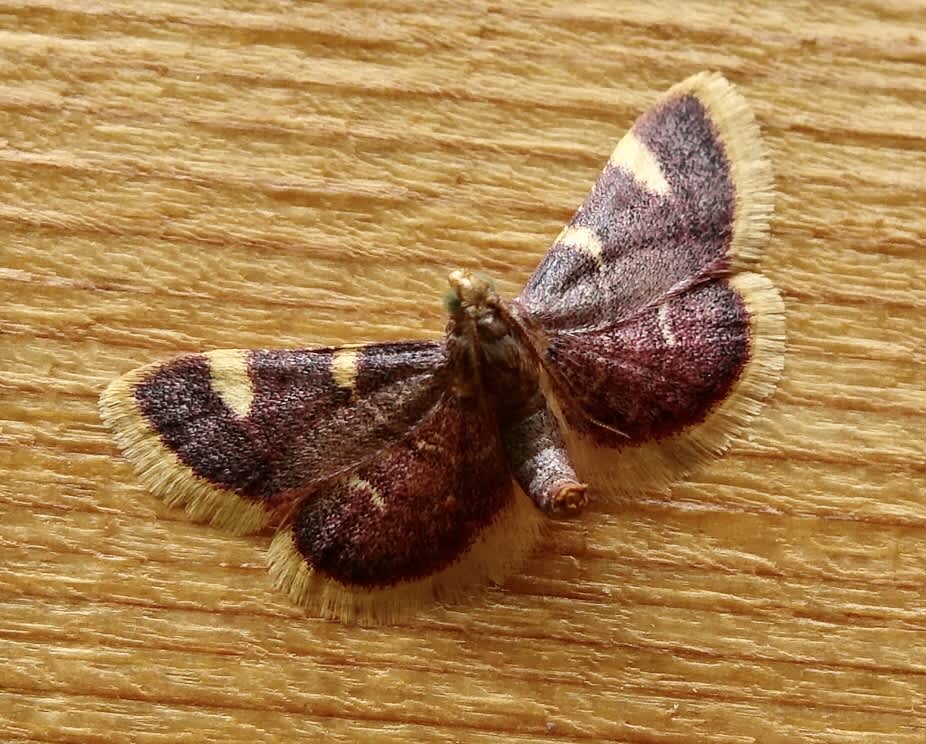 Gold Triangle (Hypsopygia costalis) photographed in Somerset by Sue Davies