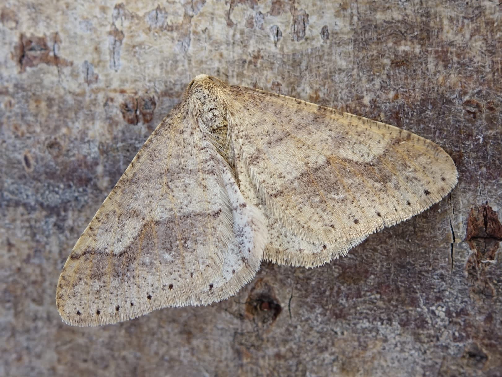 Dotted Border (Agriopis marginaria) photographed in Somerset by Sue Davies