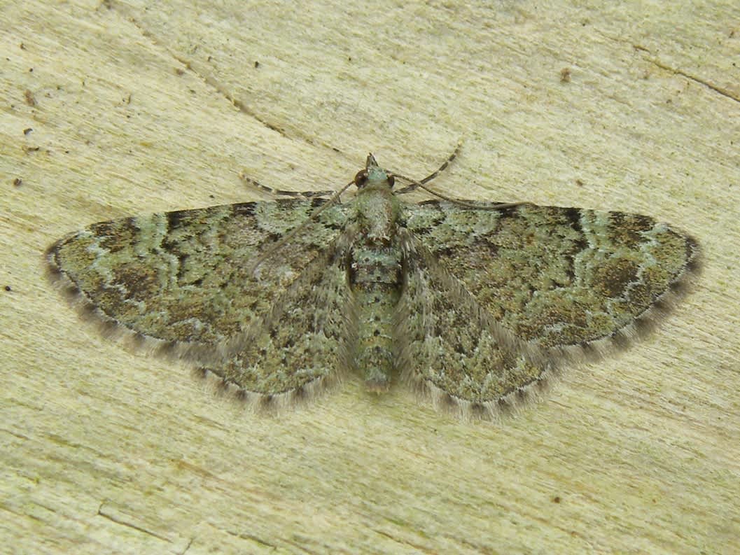 Green Pug (Pasiphila rectangulata) photographed in Somerset by Sue Davies