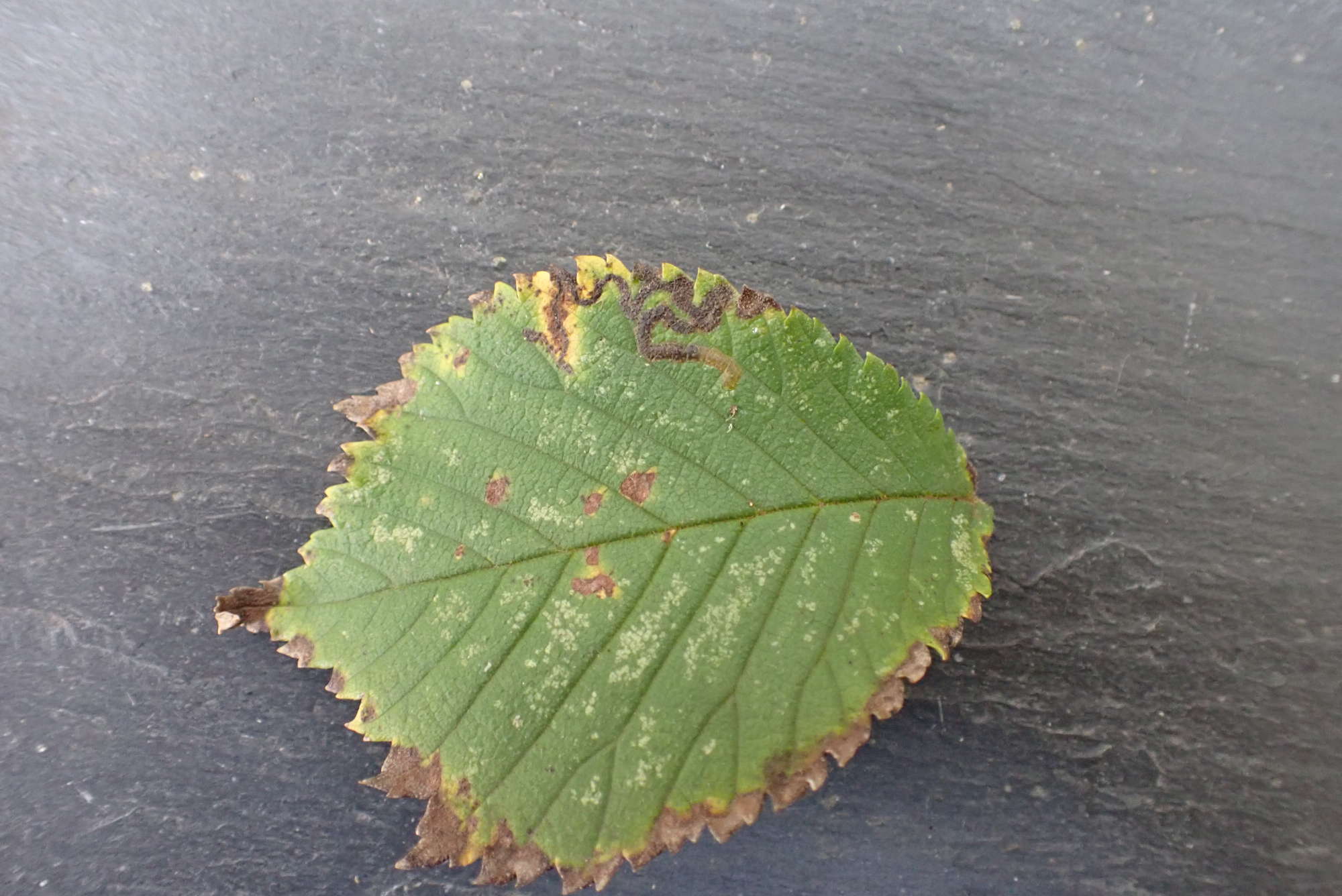 Red Elm Pigmy (Stigmella lemniscella) photographed in Somerset by Jenny Vickers