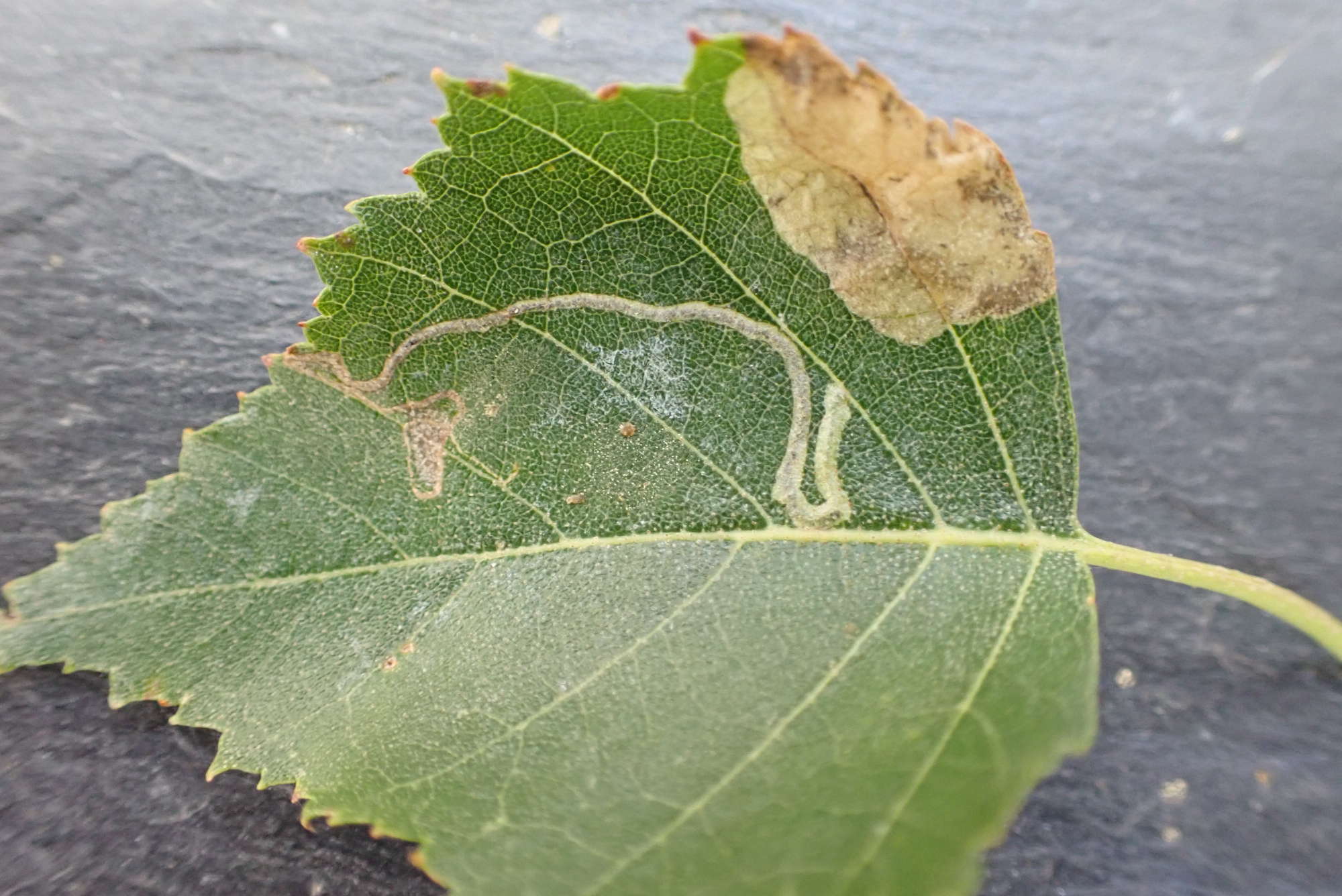 Apple Leaf-miner (Lyonetia clerkella) photographed in Somerset by Jenny Vickers