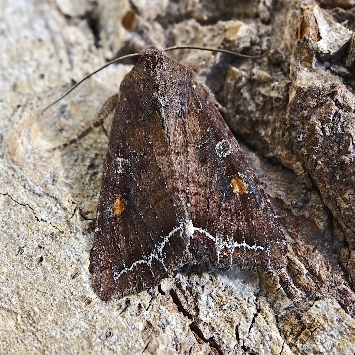 Bright-line Brown-eye (Lacanobia oleracea) photographed in Somerset by Sue Davies