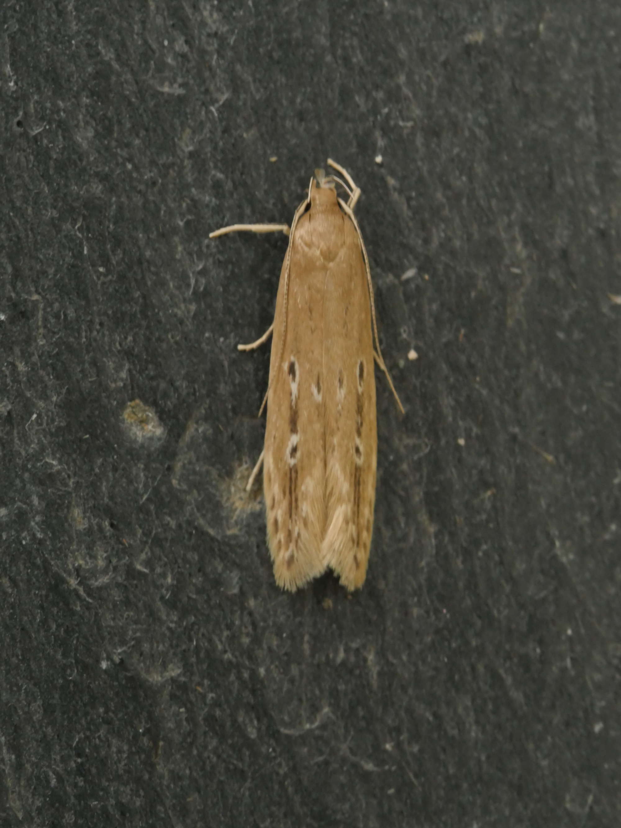 Bulrush Cosmet (Limnaecia phragmitella) photographed in Somerset by Jenny Vickers