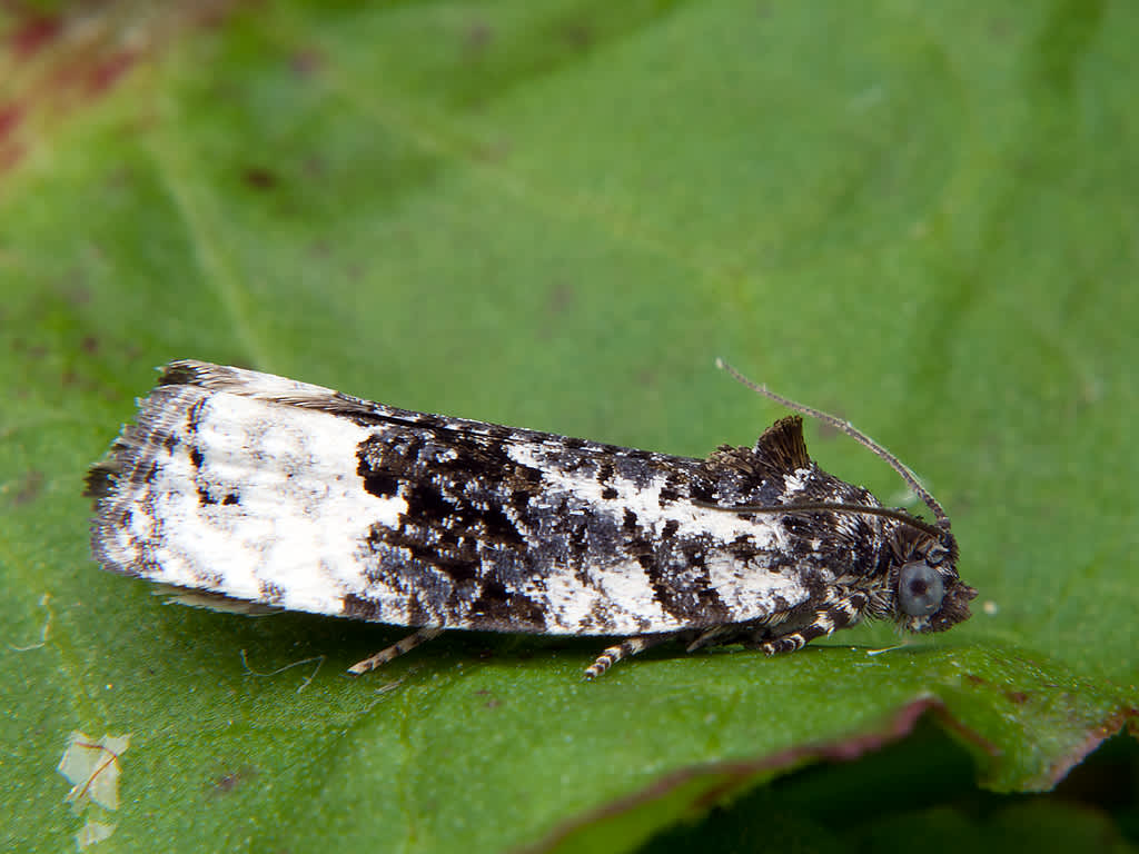 White-shouldered Marble (Apotomis turbidana) photographed in Somerset by John Bebbington