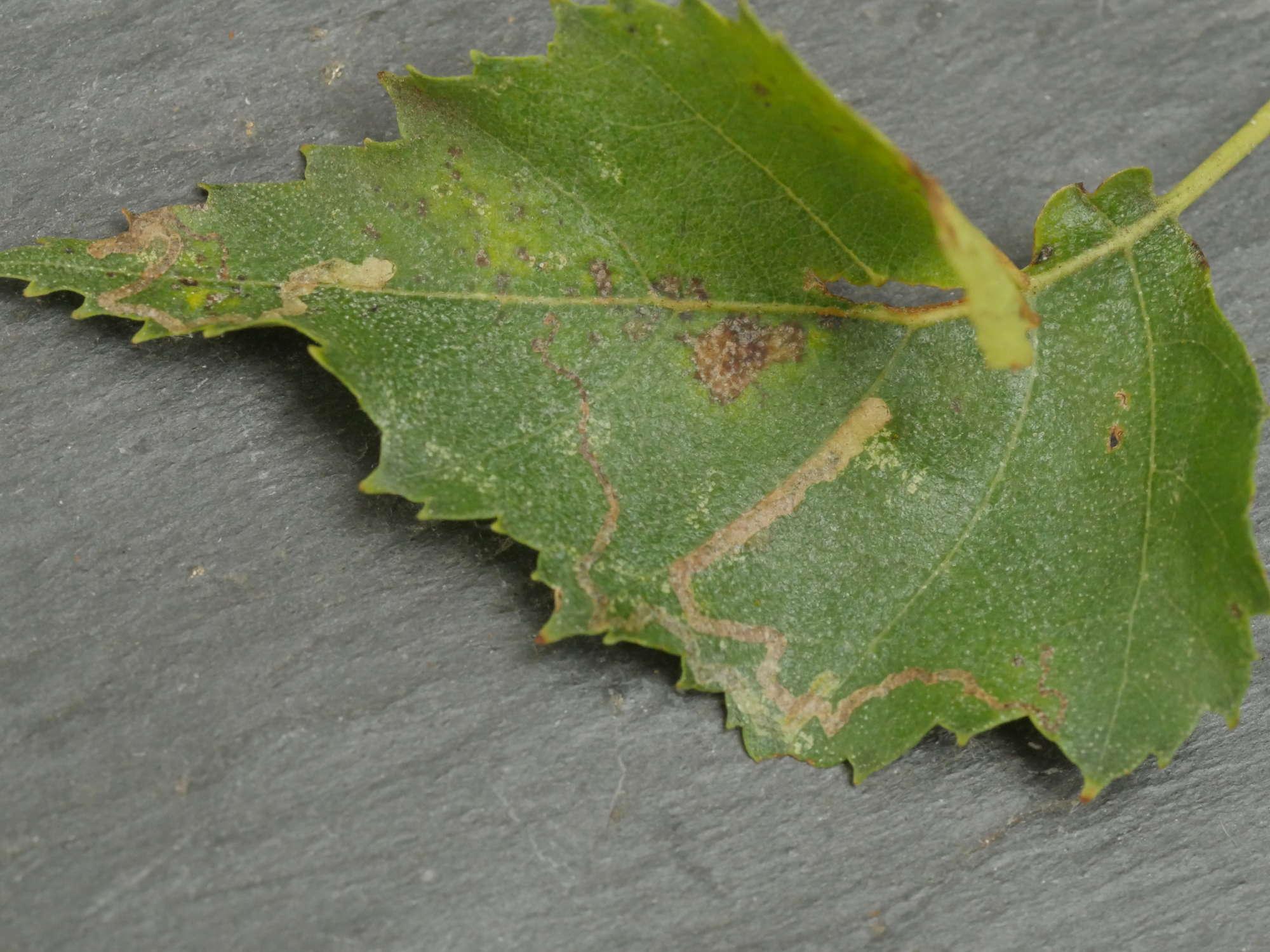 Small Birch Pigmy (Stigmella sakhalinella) photographed in Somerset by Jenny Vickers