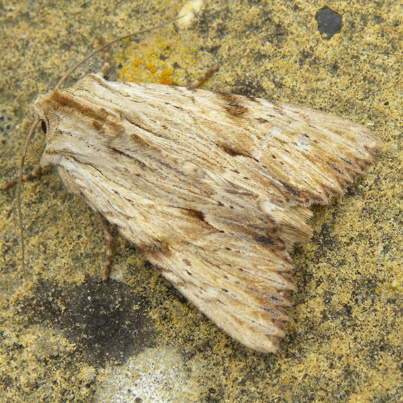 Light Arches (Apamea lithoxylaea) photographed in Somerset by Sue Davies