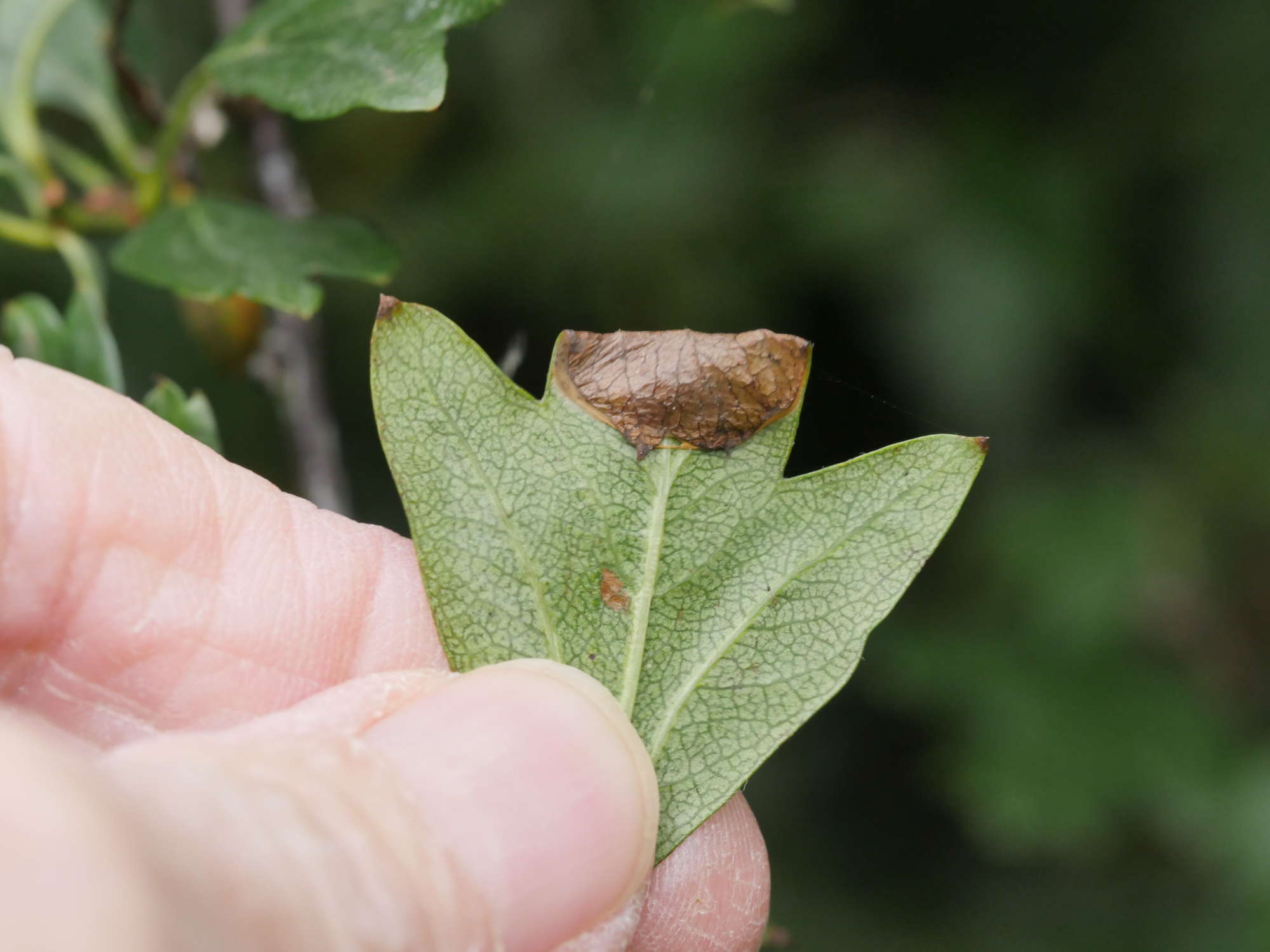 Hawthorn Slender (Parornix anglicella) photographed in Somerset by Jenny Vickers