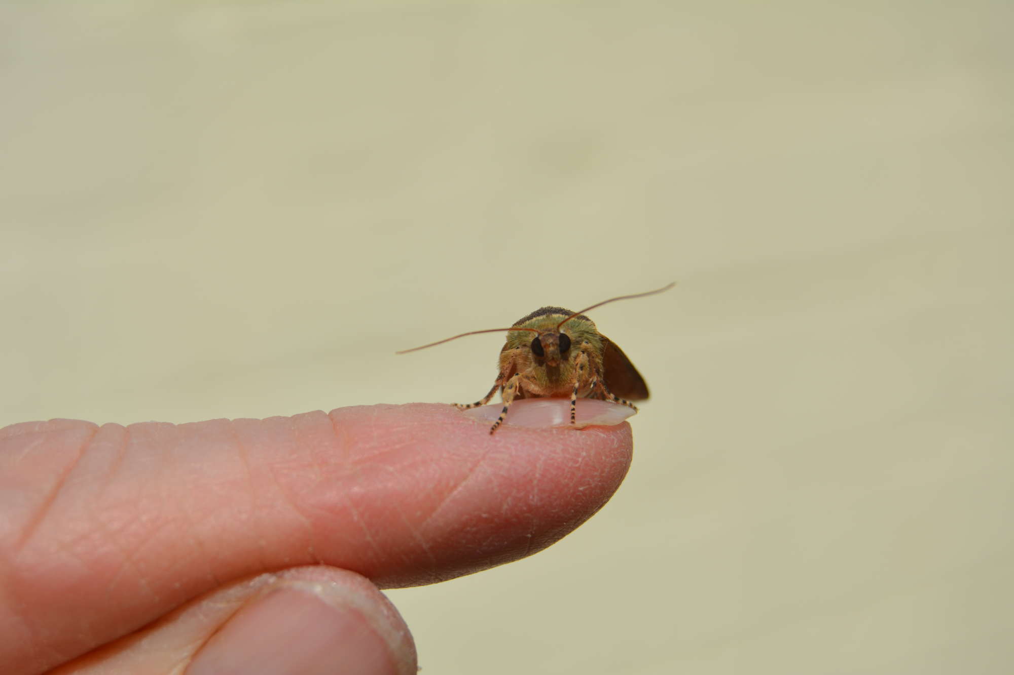 Lesser Broad-bordered Yellow Underwing (Noctua janthe) photographed in Somerset by Jenny Vickers