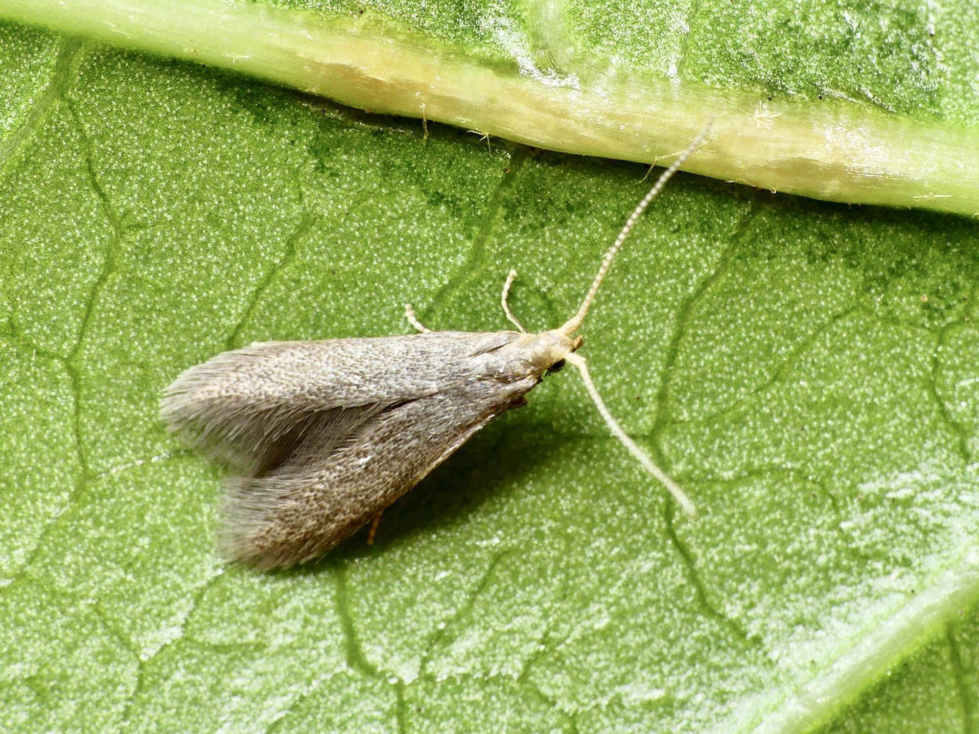 Rose Case-bearer (Coleophora gryphipennella) photographed in Somerset by Paul Wilkins