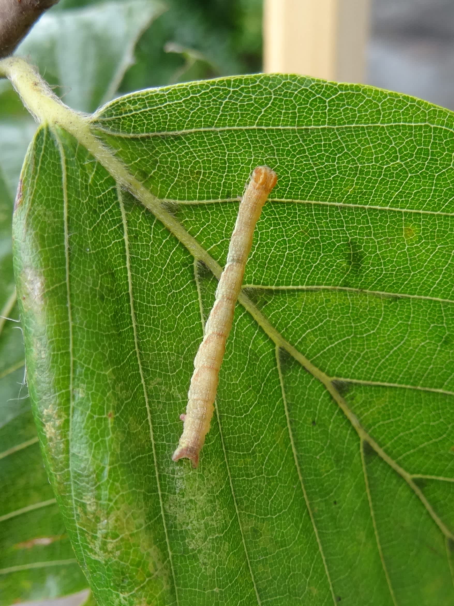 Clay Triple-lines (Cyclophora linearia) photographed in Somerset by Christopher Iles