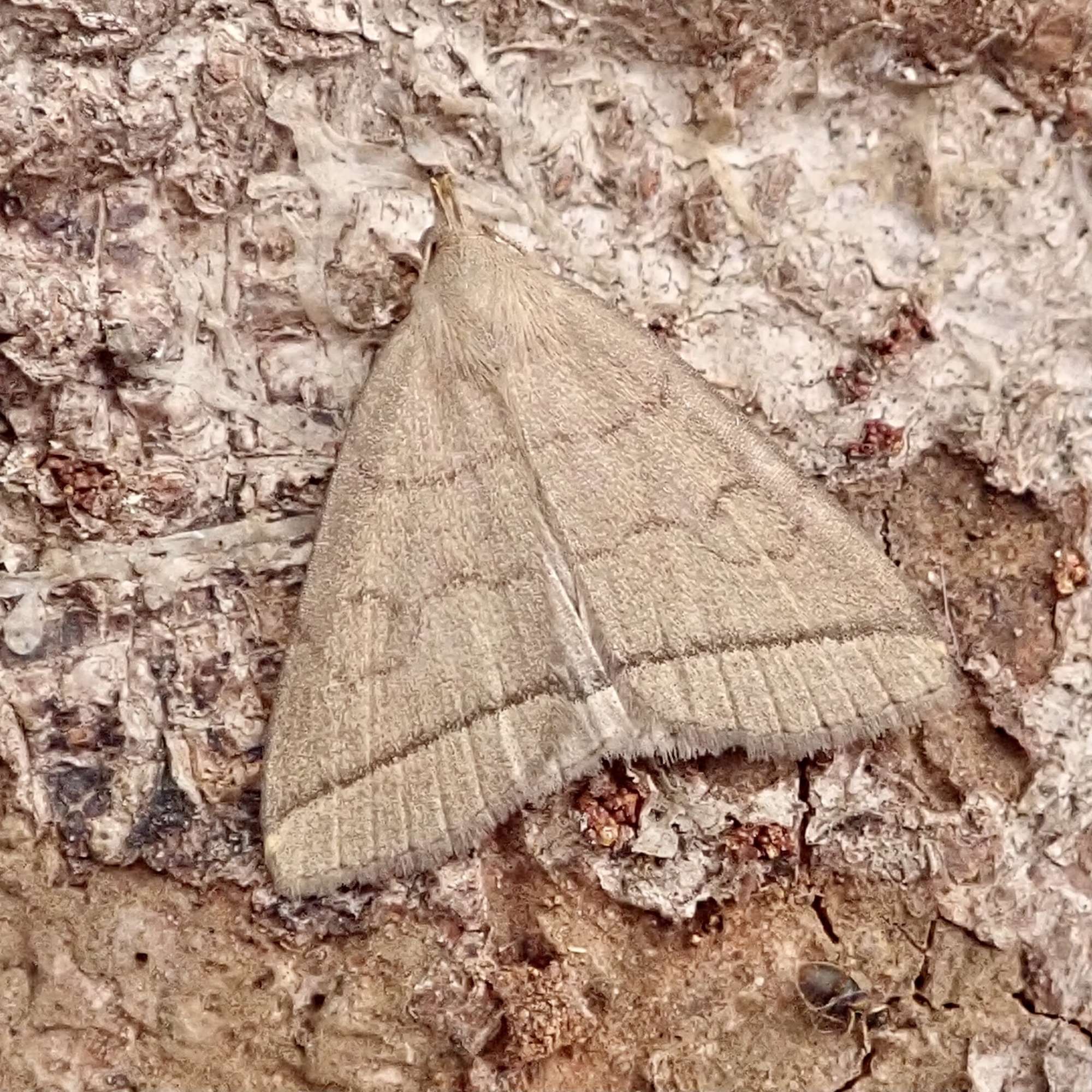 The Fan-foot (Herminia tarsipennalis) photographed in Somerset by Sue Davies