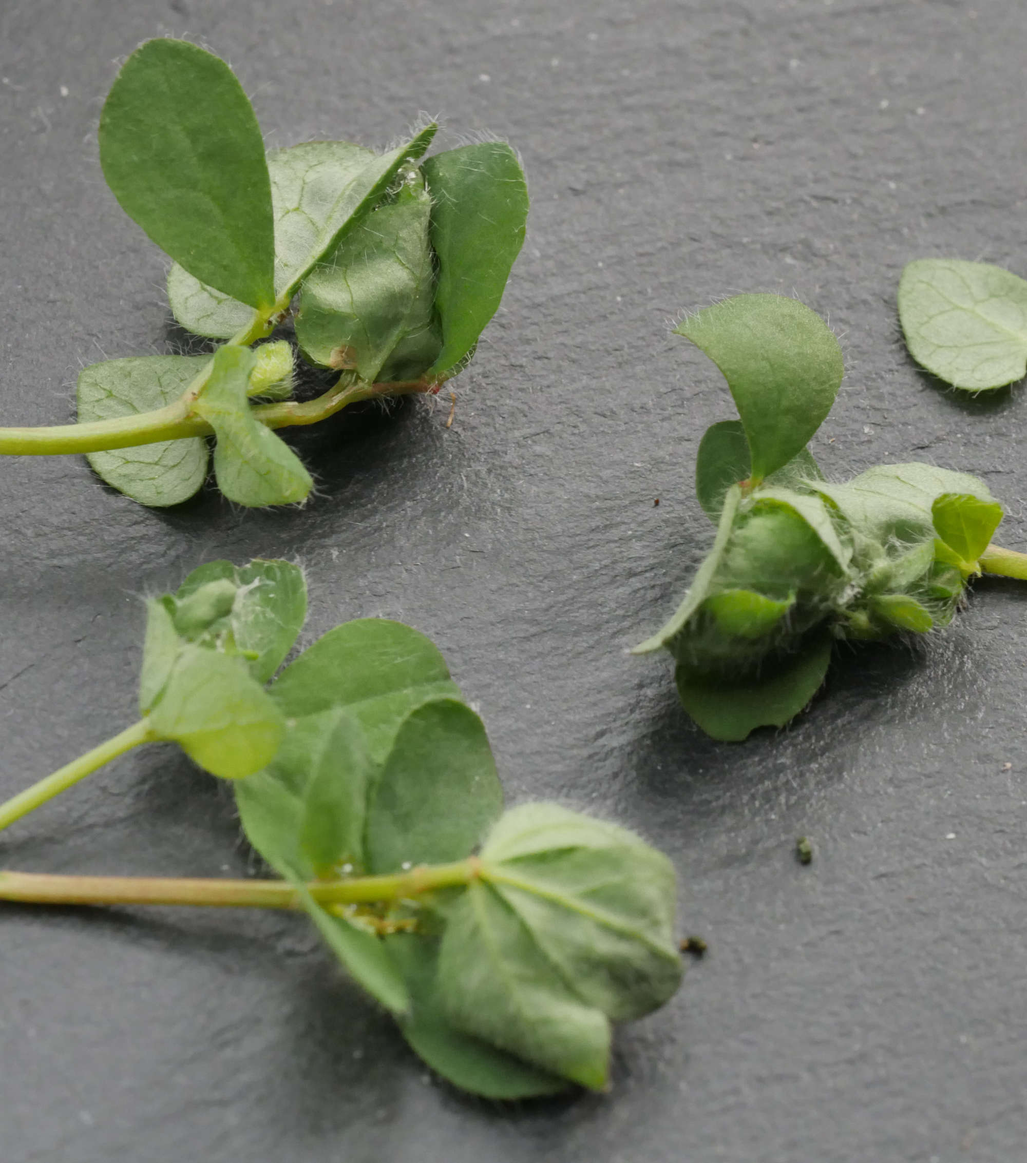 White-trap Sober (Aproaerema larseniella) photographed in Somerset by Jenny Vickers