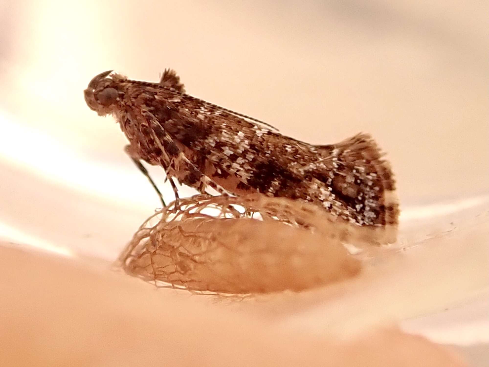 Bittersweet Fanner (Acrolepia autumnitella) photographed in Somerset by Sue Davies