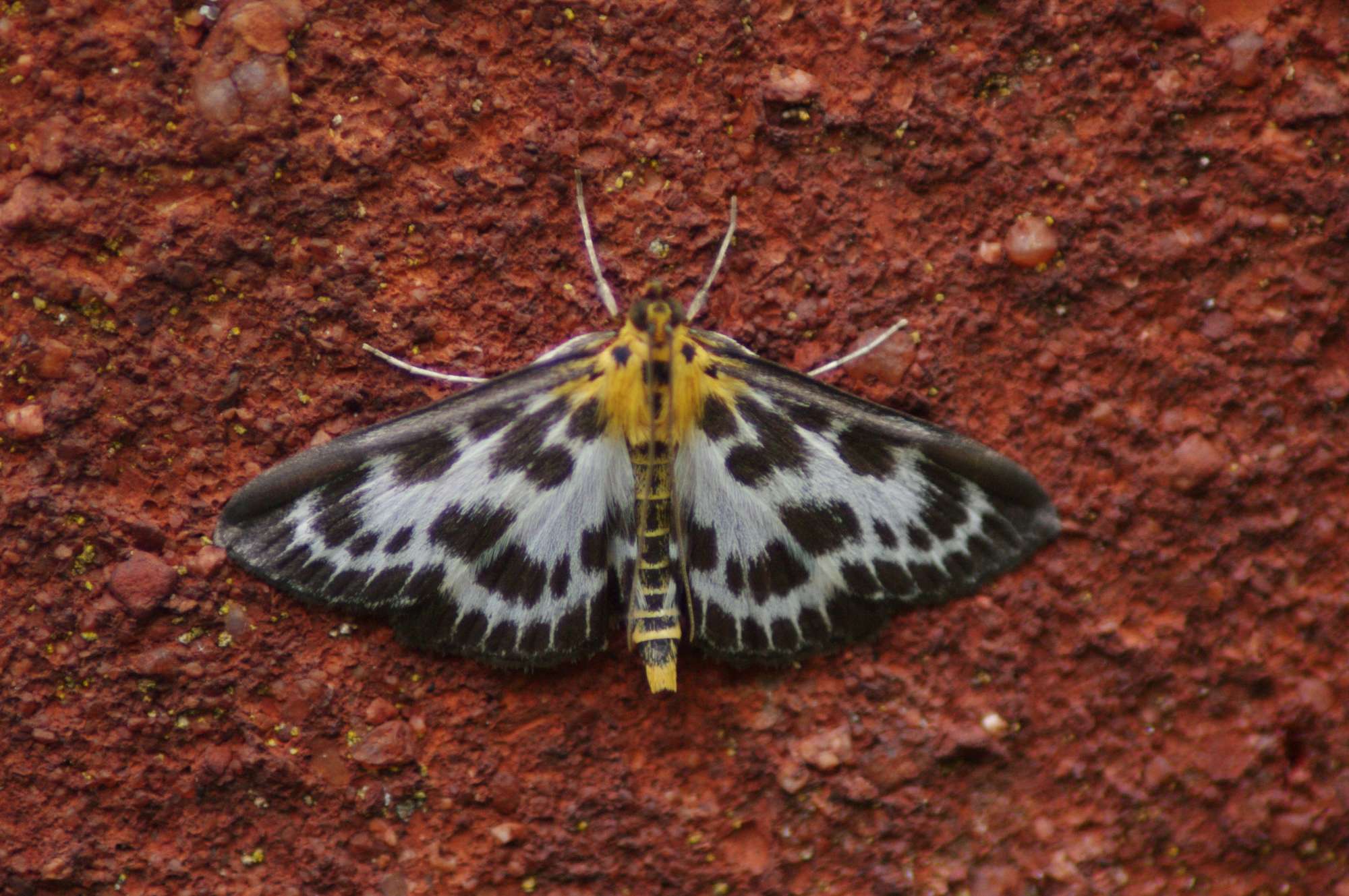 Small Magpie (Anania hortulata) photographed in Somerset by John Connolly