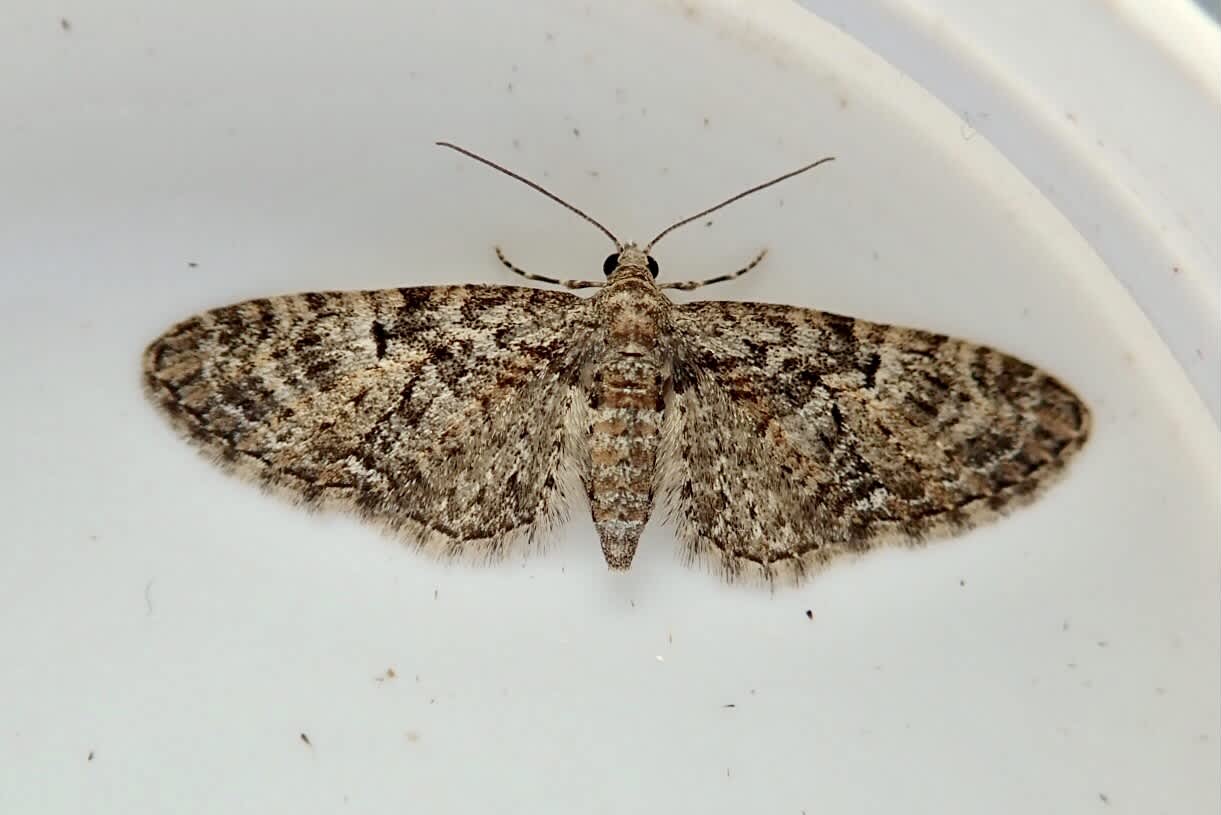 Oak-tree Pug (Eupithecia dodoneata) photographed in Somerset by Sue Davies