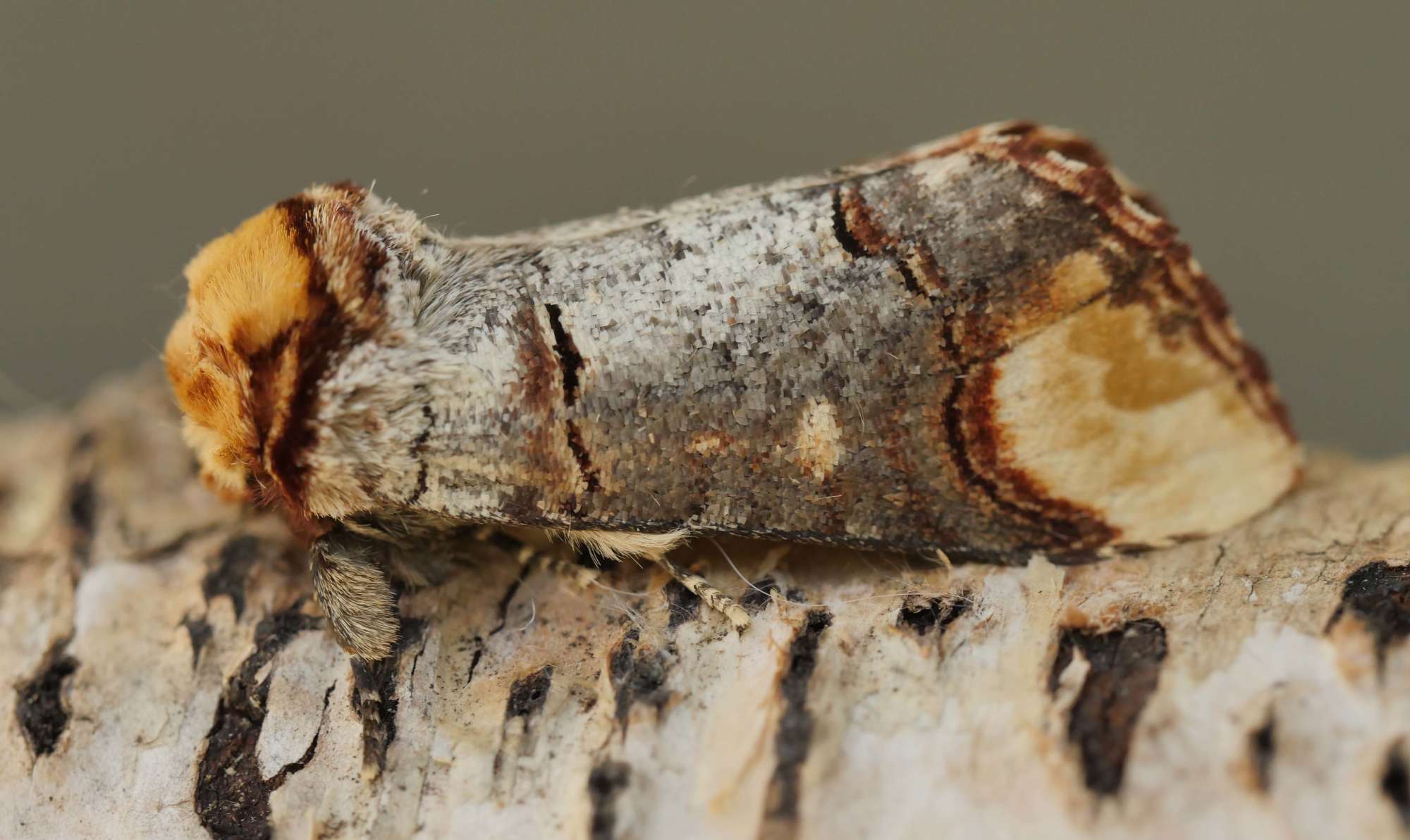 Buff-tip (Phalera bucephala) photographed in Somerset by Jenny Vickers