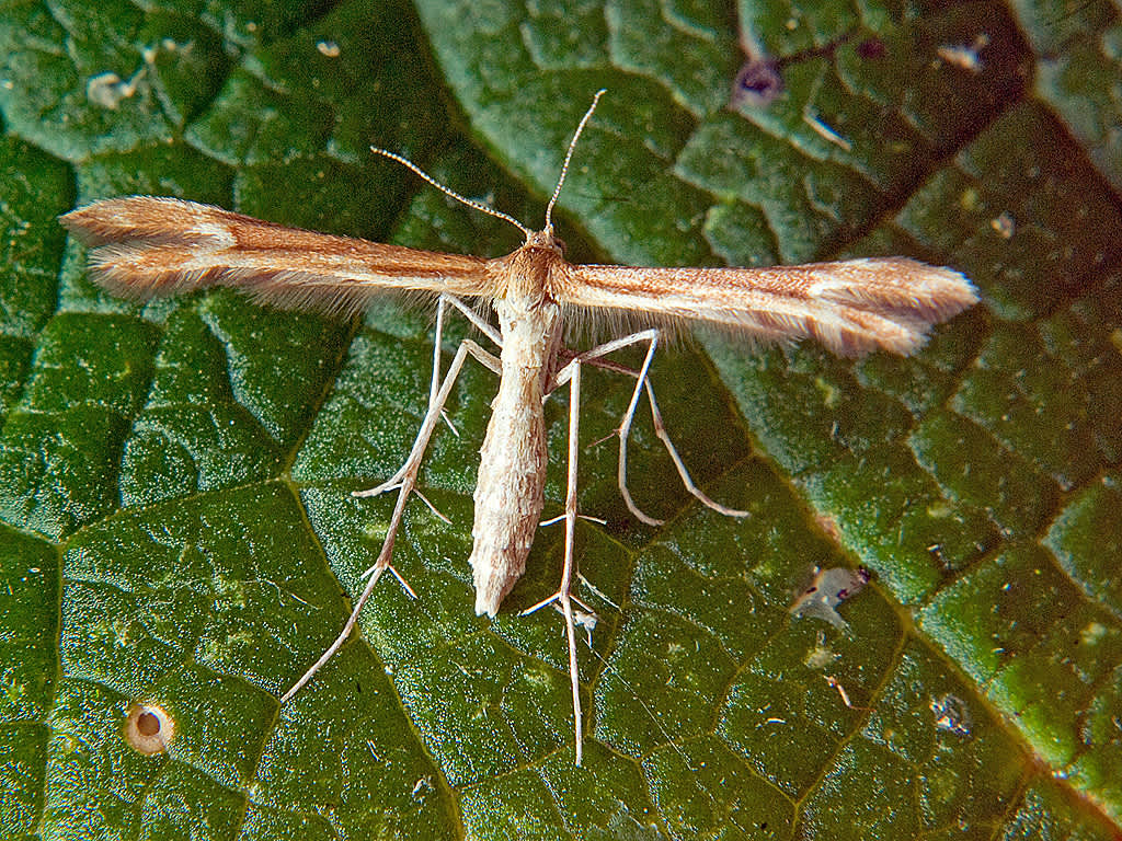 Crescent Plume (Marasmarcha lunaedactyla) photographed in Somerset by John Bebbington