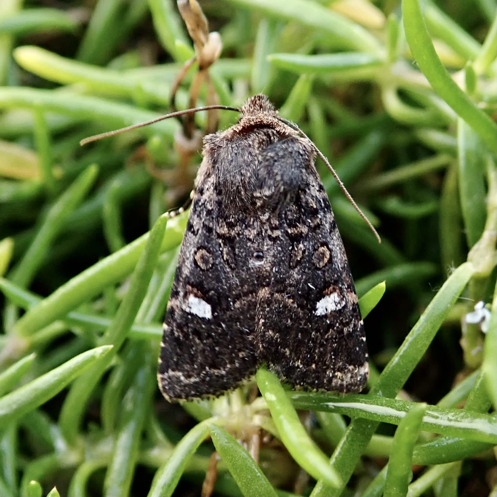 Oak Rustic (Dryobota labecula) photographed in Somerset by Sue Davies