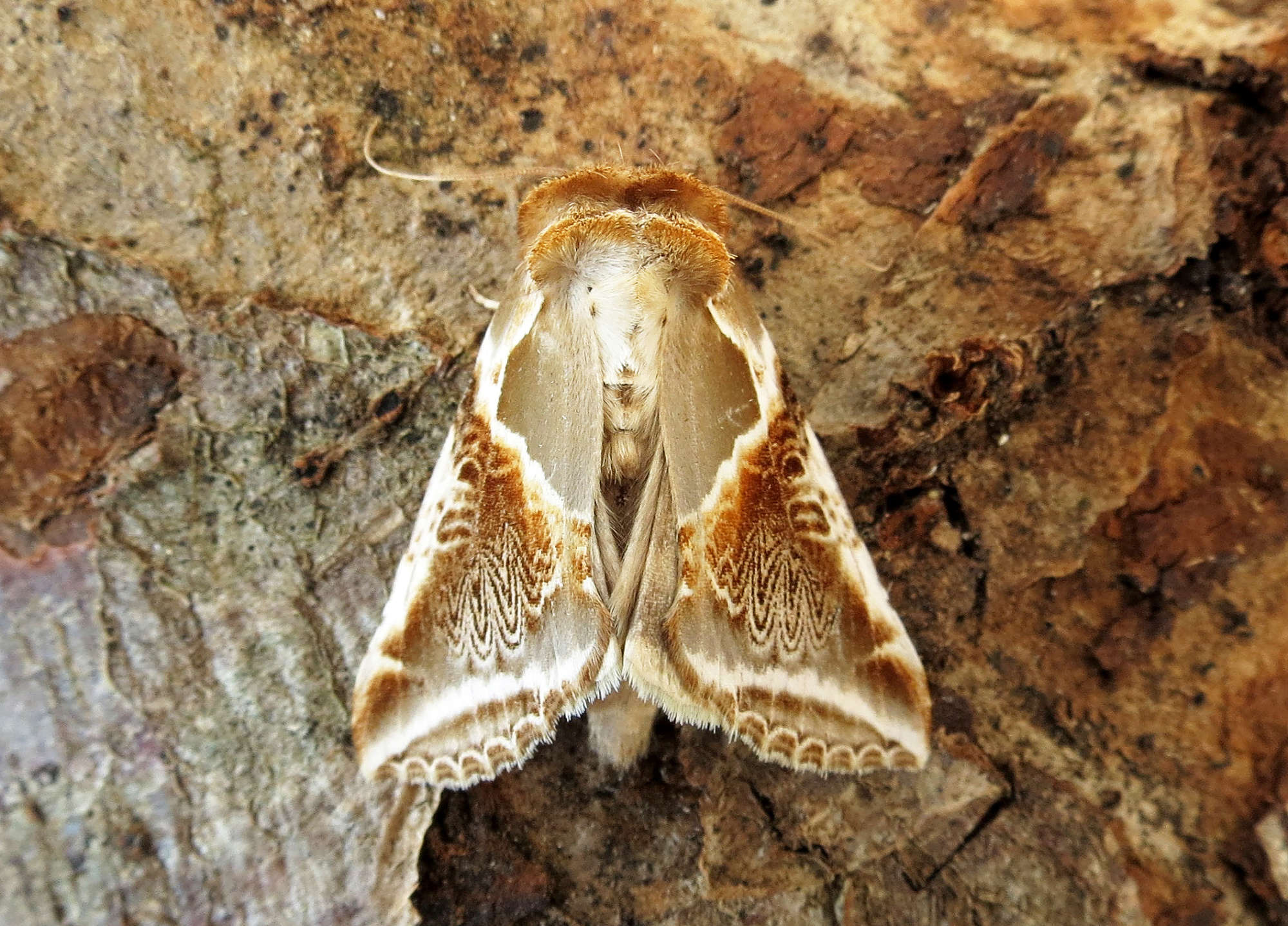 Buff Arches (Habrosyne pyritoides) photographed in Somerset by Steve Chapple